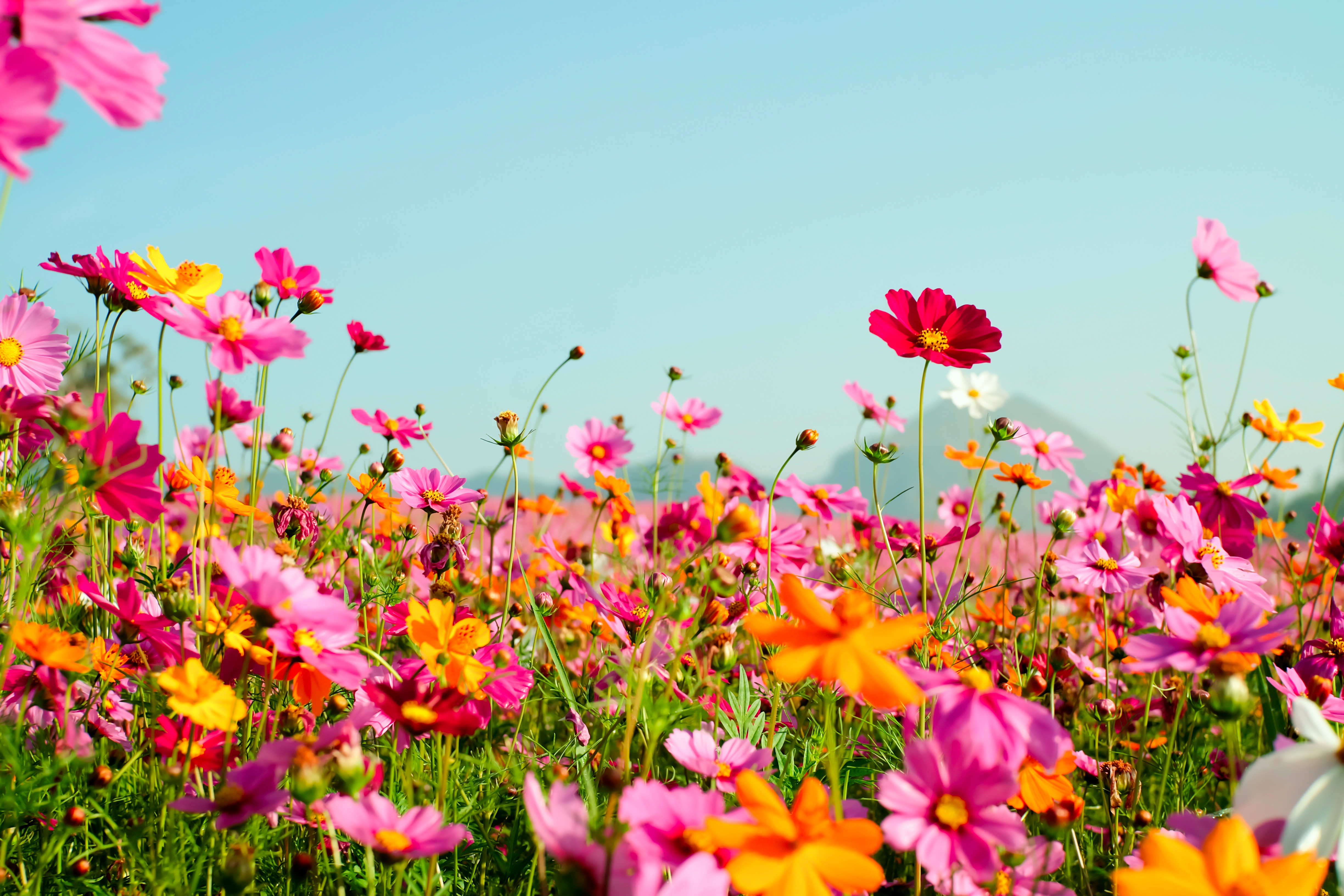 4896x3264 Wallpaper field, summer, flowers, colorful, meadow, summer, field, pink for mobile and desktop, section цветы, resolution 4896x3264