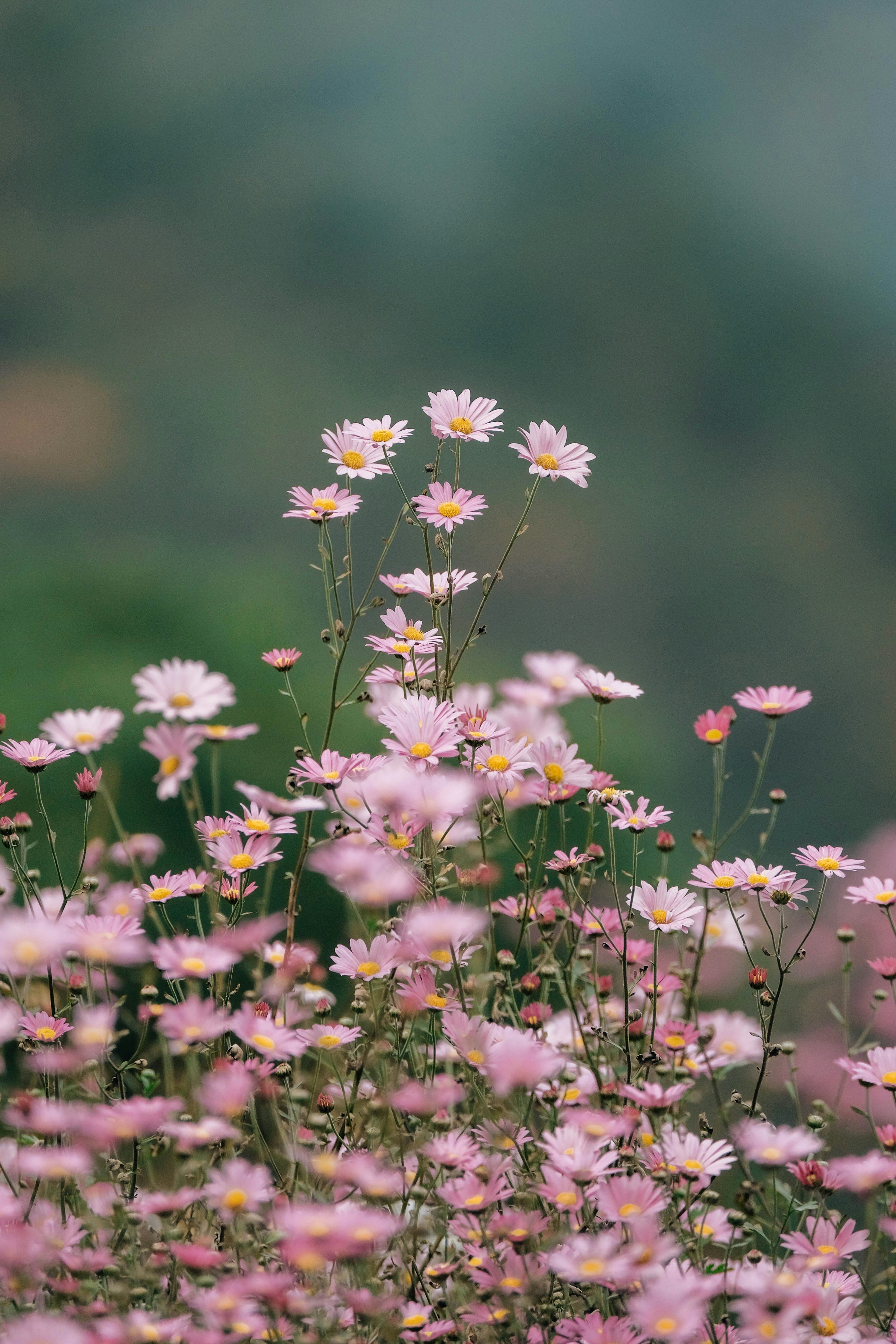 3000x4500 Field of delicate pink and white daisies blooming photo