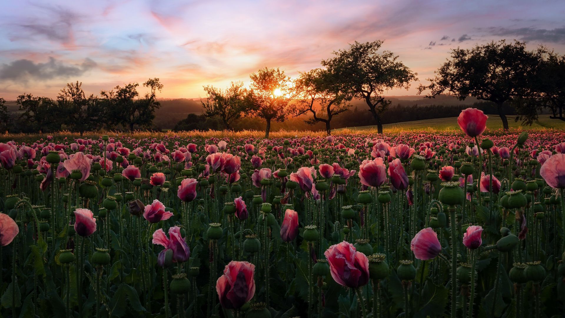 1920x1080 Beautiful Pink Tulip Flowers Field Green Trees Mountains Background During Sunset HD Flowers Wallpaper