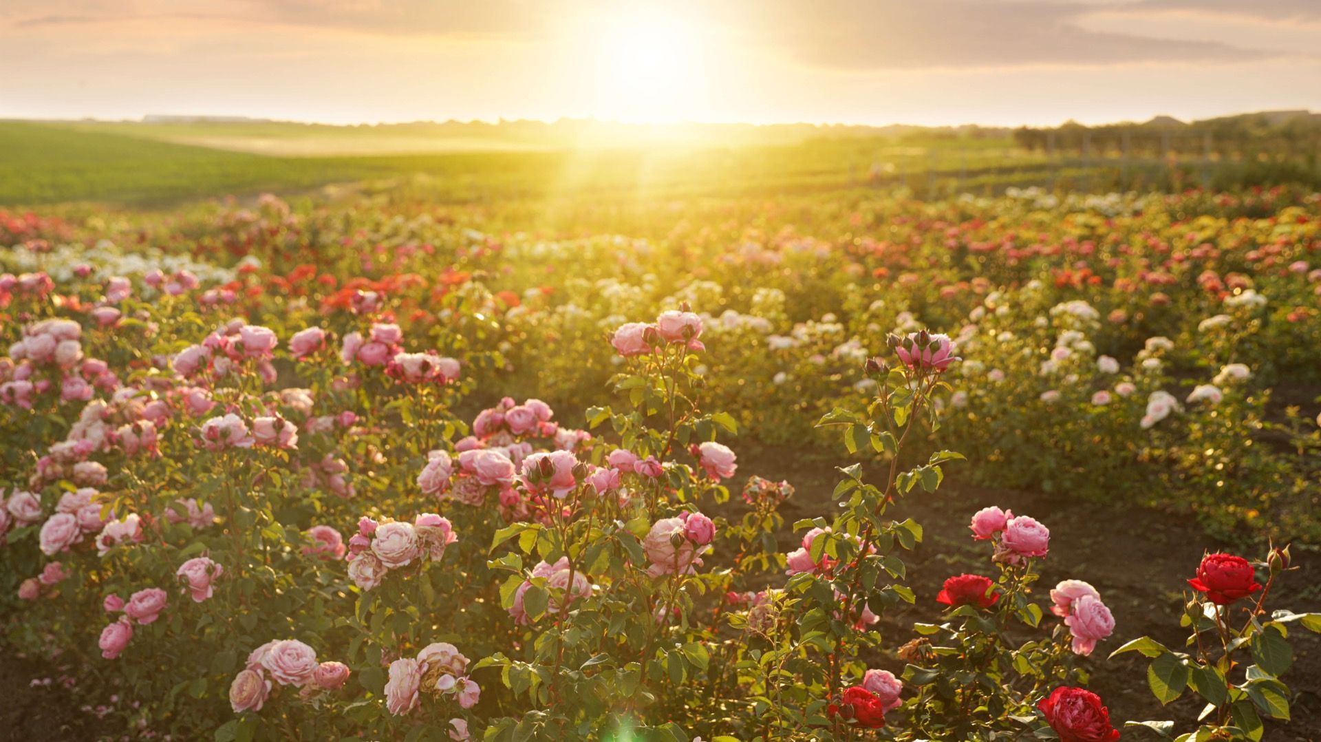 1920x1078 Field full of roses