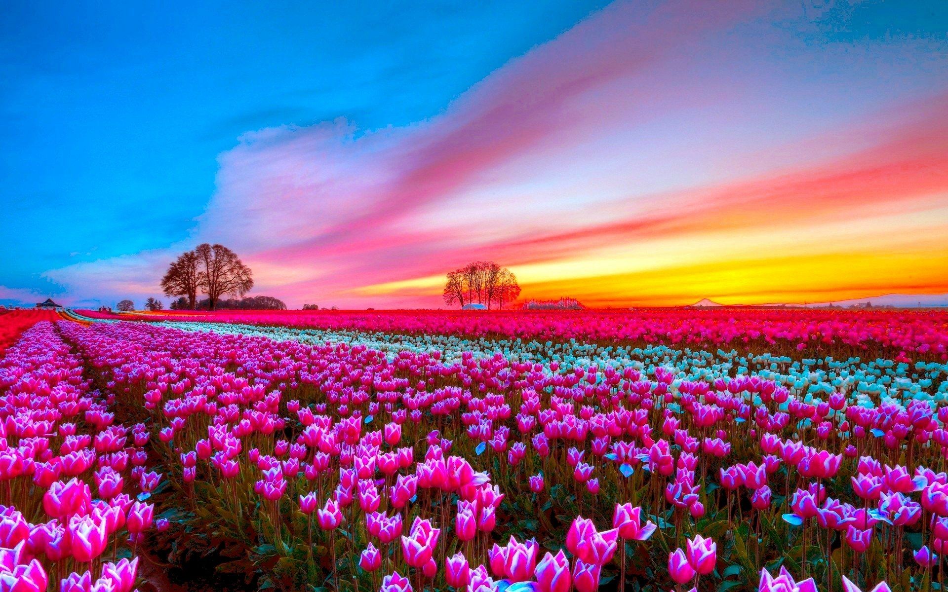 1920x1200 Sunset Tulip Field: Vibrant Pink Blossoms Under a Stunning Sky