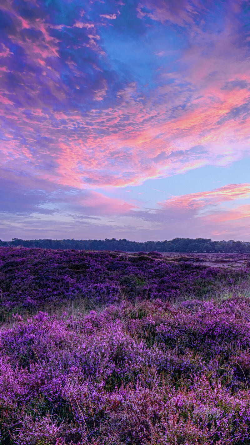 800x1422 Pink Sunset, field, sky, purple, HD phone wallpaper