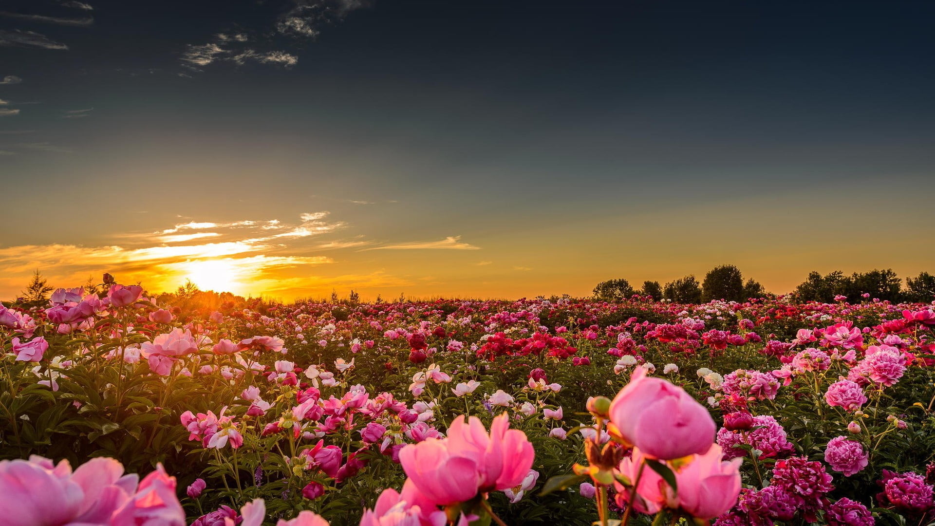 1920x1080 Pink petaled flower, landscape, field, flowers, nature HD wallpaper