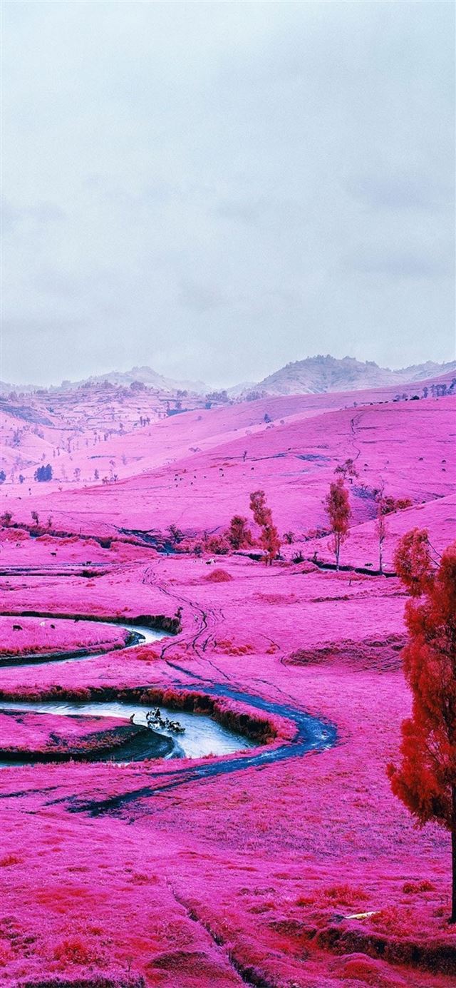 640x1385 pink field democratic republic of the congo iPhone X Wallpaper Free Download