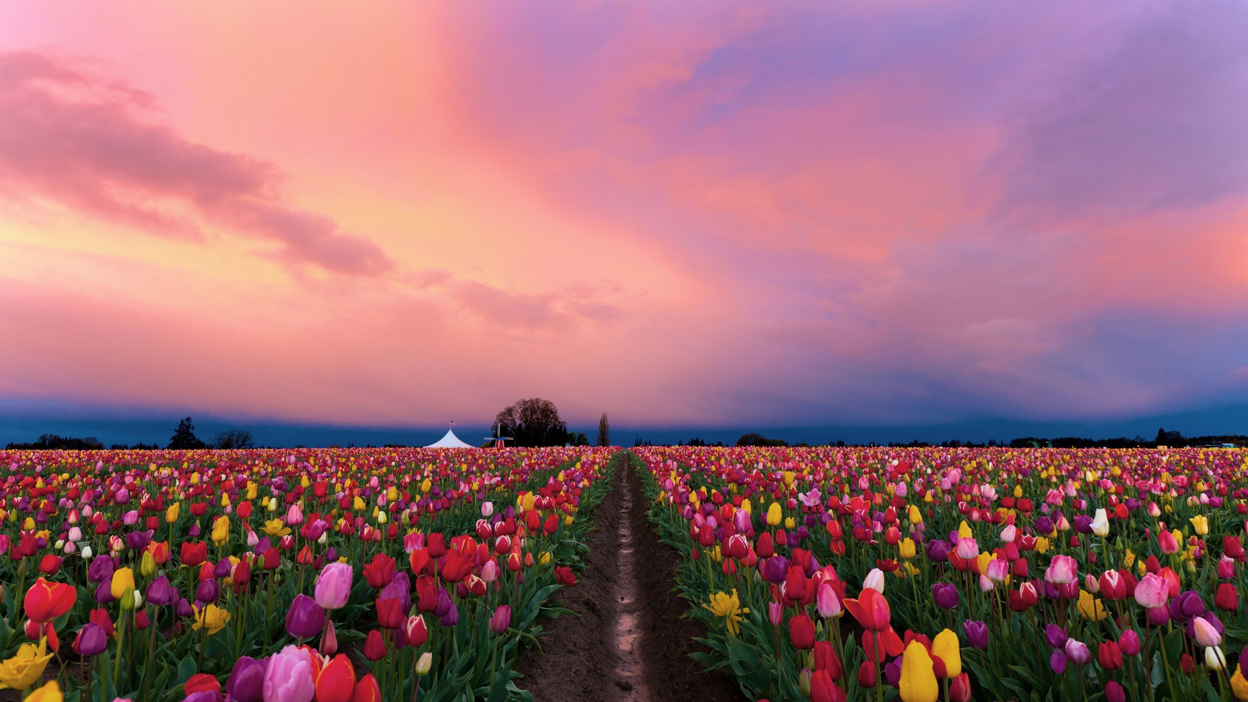 2560x1440 Wallpaper Yellow and Pink Flower Field Near Sea During Daytime, Background Free Image