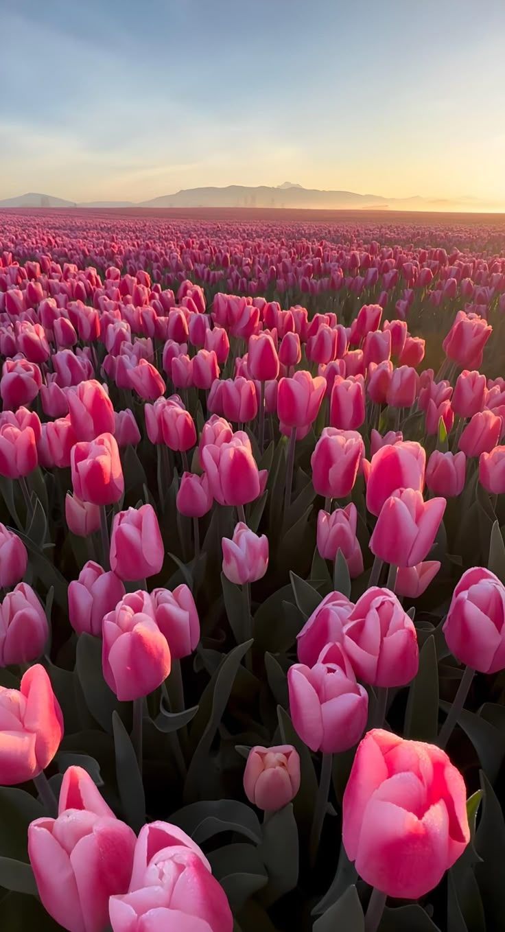 736x1358 Pink Tulips Field Wallpaper. Champ de tulipes, Fond printemps, Tulipe rose