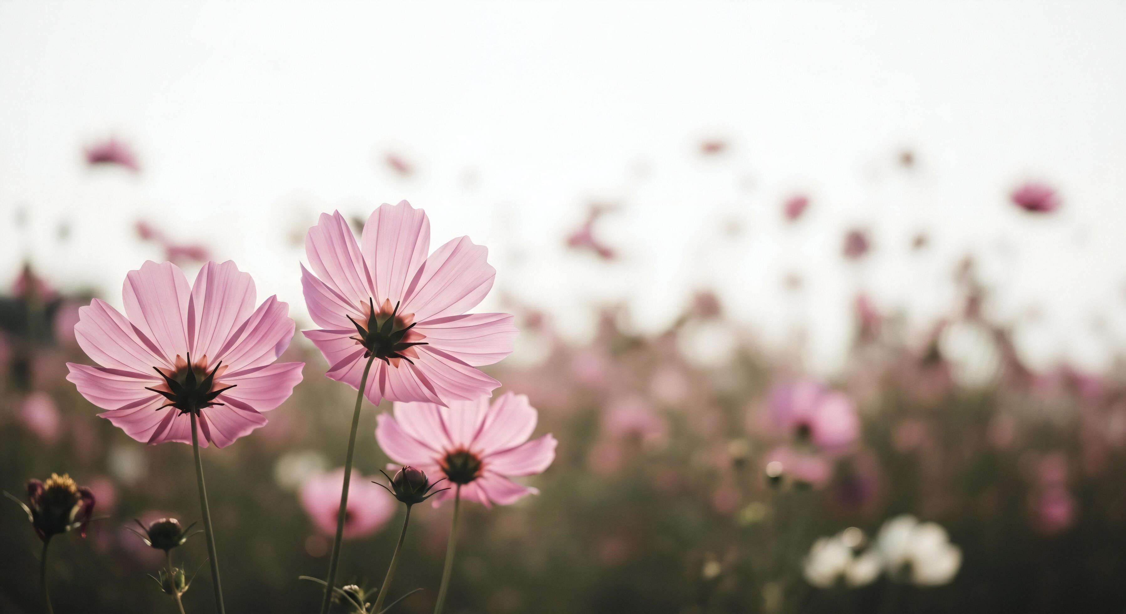 3593x1960 Nature background, Nature wallpaper, Delicate pink cosmos flowers bloom in a sunlit field with a soft hazy background