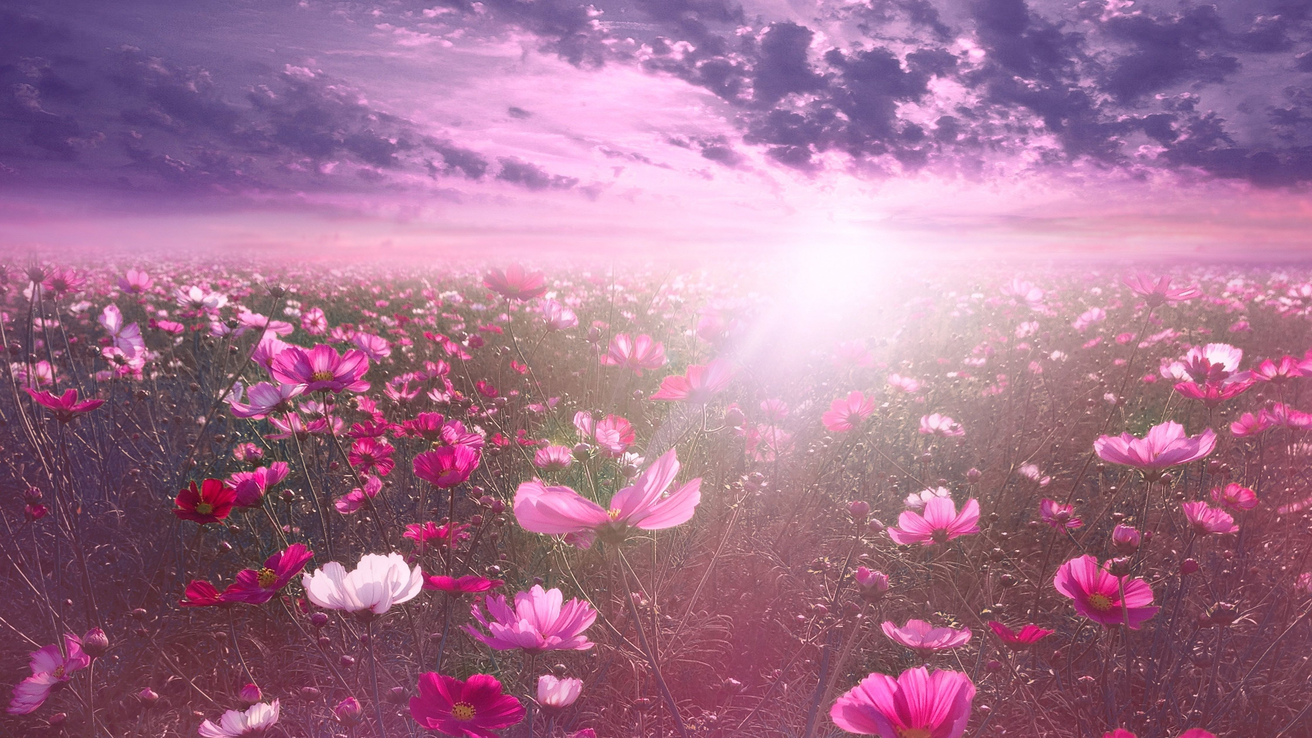 4480x2520 Pink flower Wallpaper 4K, Cosmos, Sunrise, Garden, Sky view