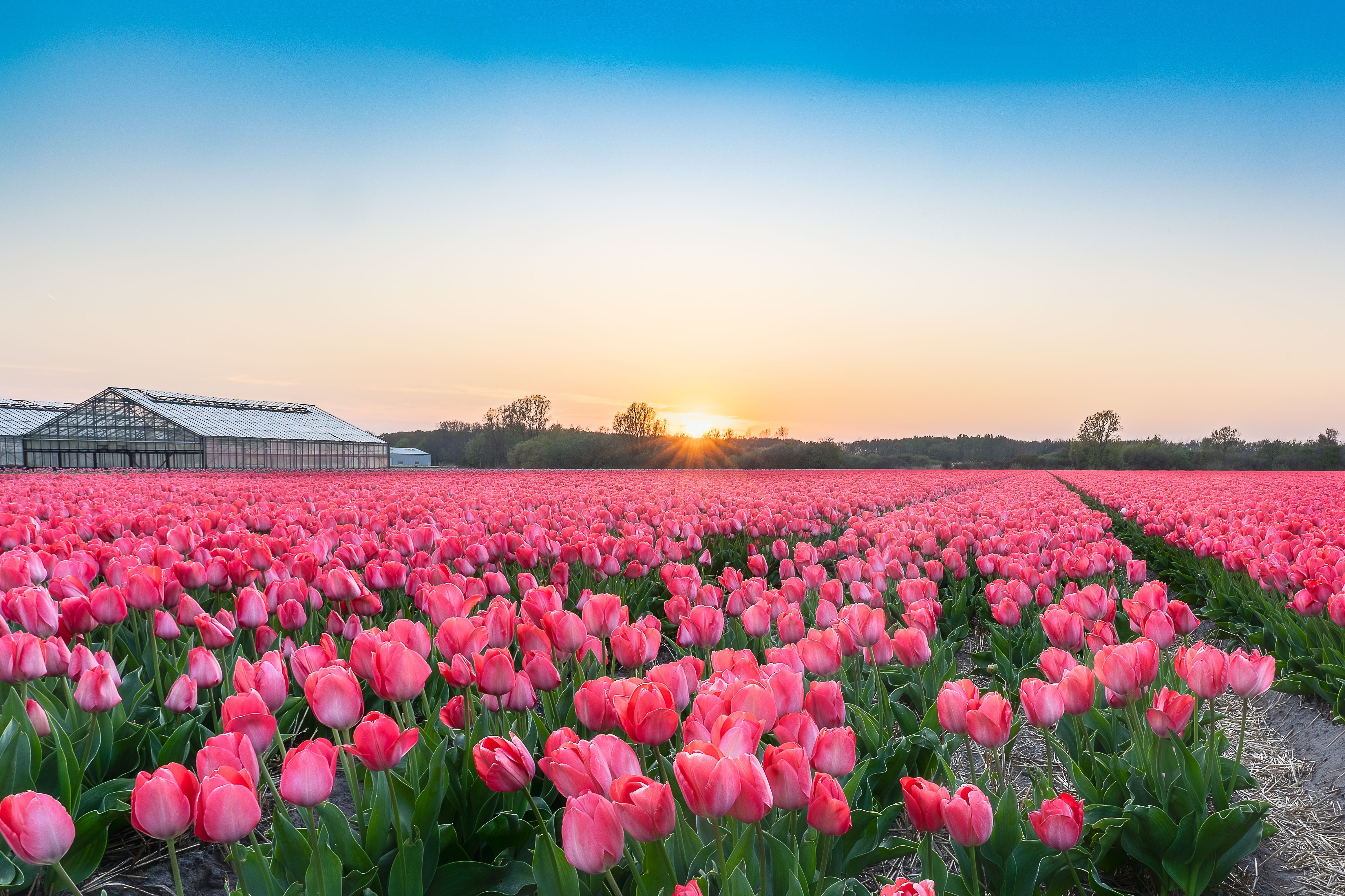 4644x3096 Field of Pink Tulips and Horizon · Free