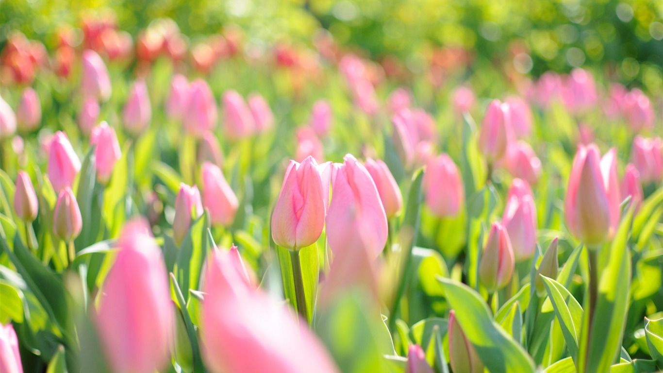 1366x768 Pink Tulips Field HD Widescreen Wallpaper