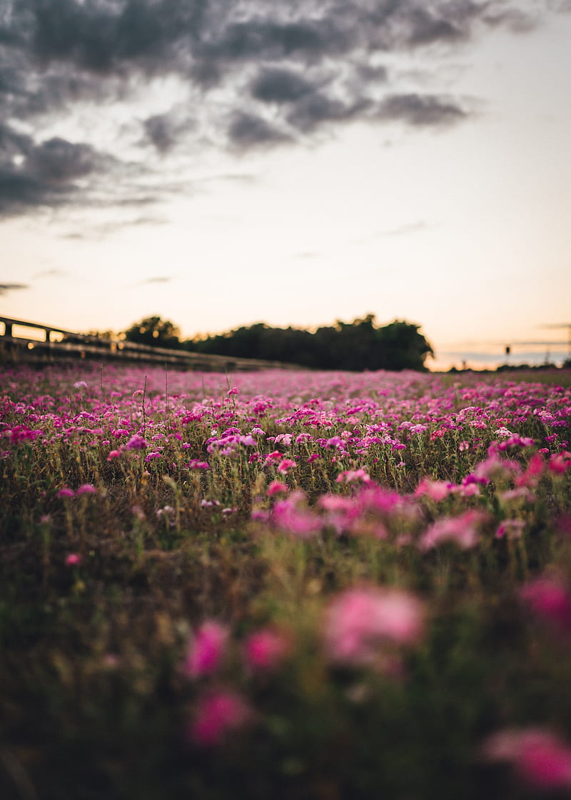 800x1120 Flowers, field, trees, nature, HD phone wallpaper