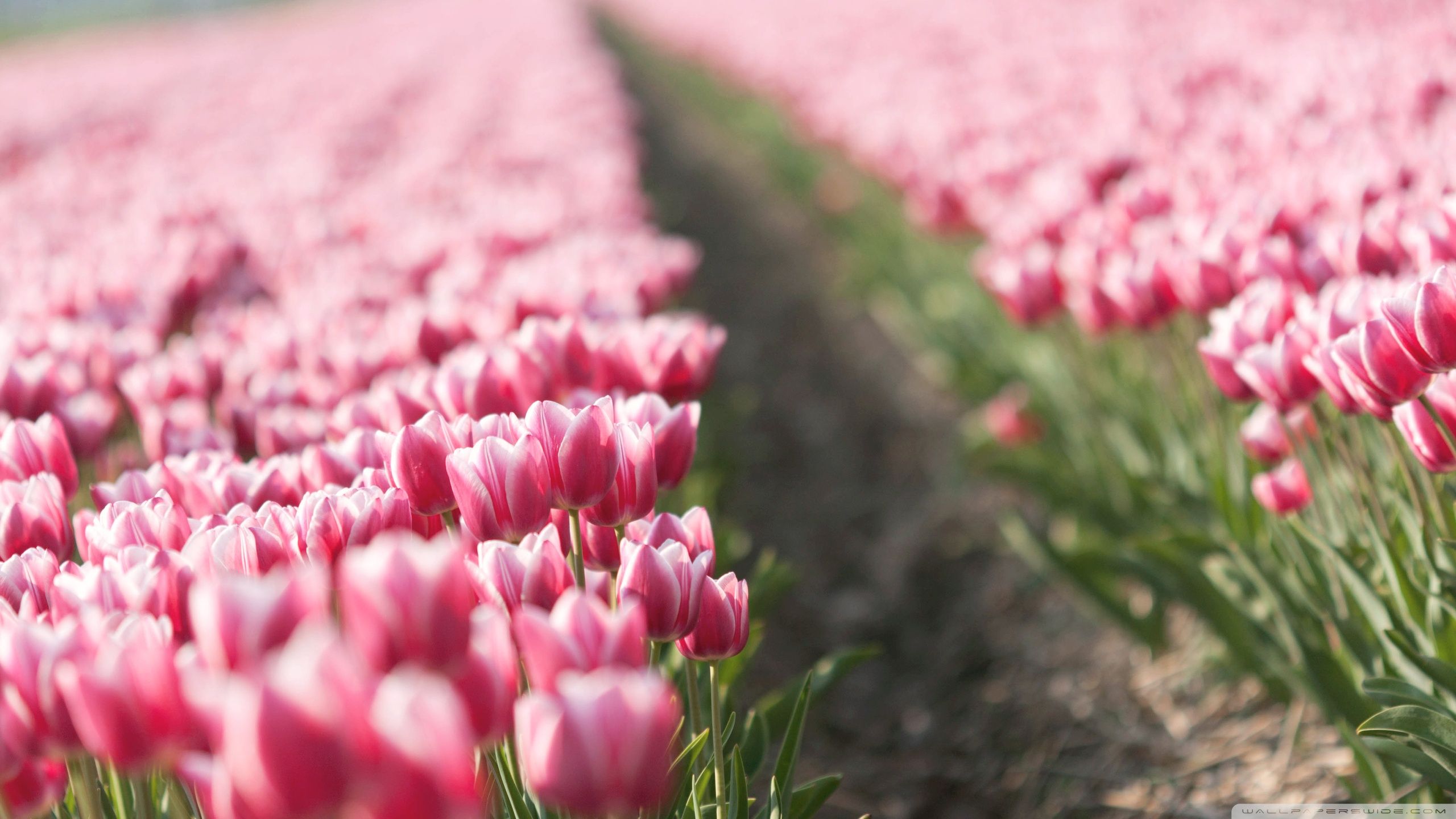 2560x1440 Pink Tulip Field 4K UHD Wallpaper for UltraHD Desktop and TV : Smartphone and Tablet Devices