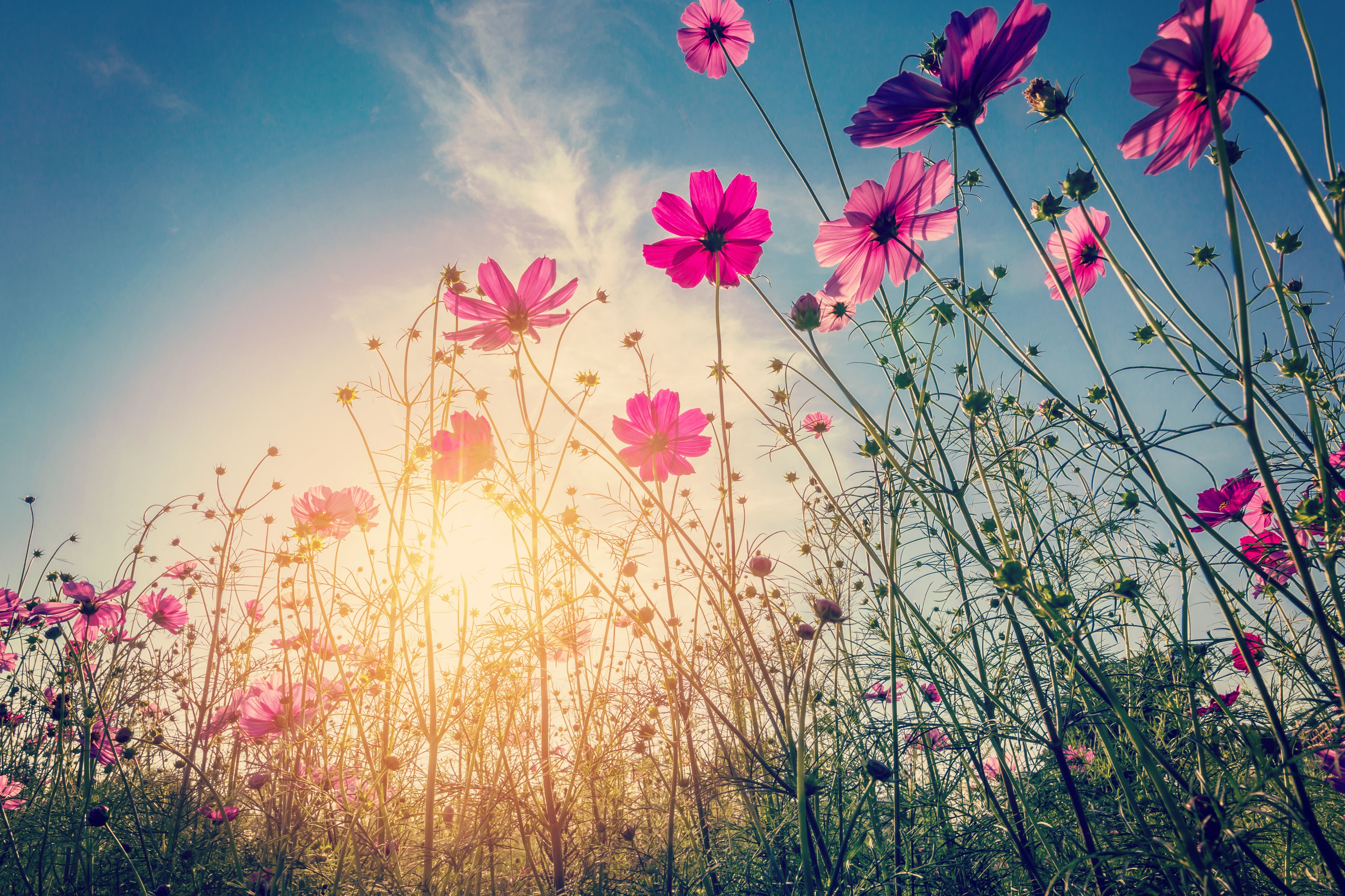5472x3648 Wallpaper field, summer, the sun, flowers, summer, pink, field, pink for mobile and desktop, section цветы, resolution 5472x3648