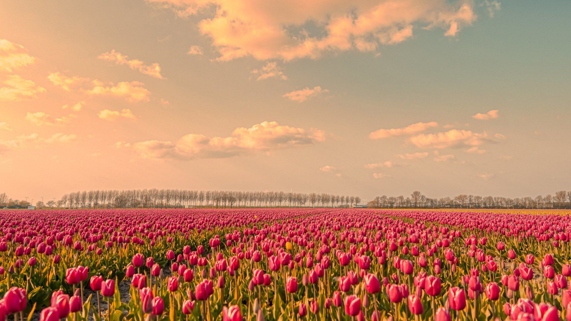 1920x1080 Pink Tulip Flowers Field During Sunset Evening Under White Clouds Blue Sky HD Flowers Wallpaper