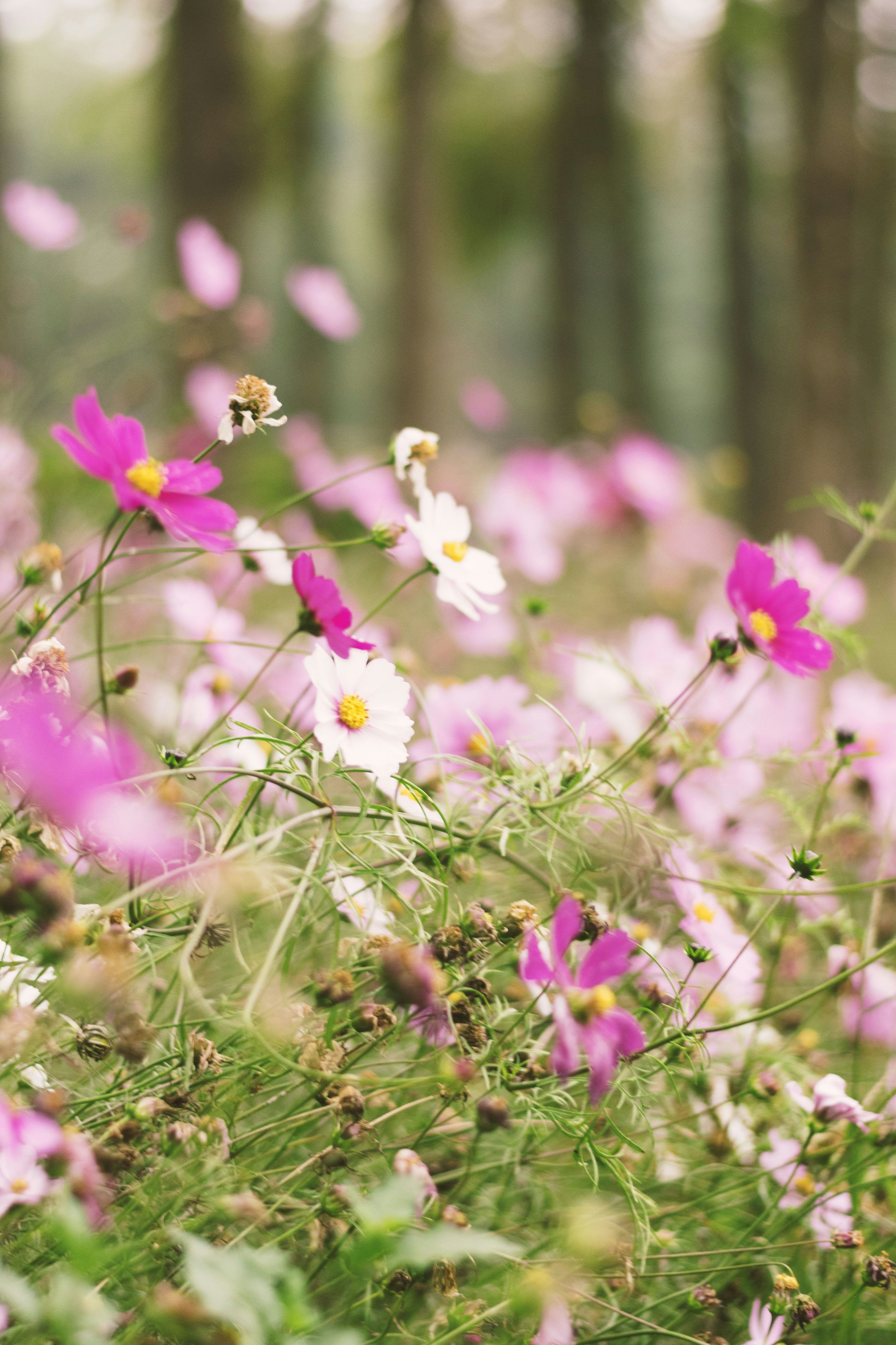 3000x4500 A field full of pink and white flowers photo