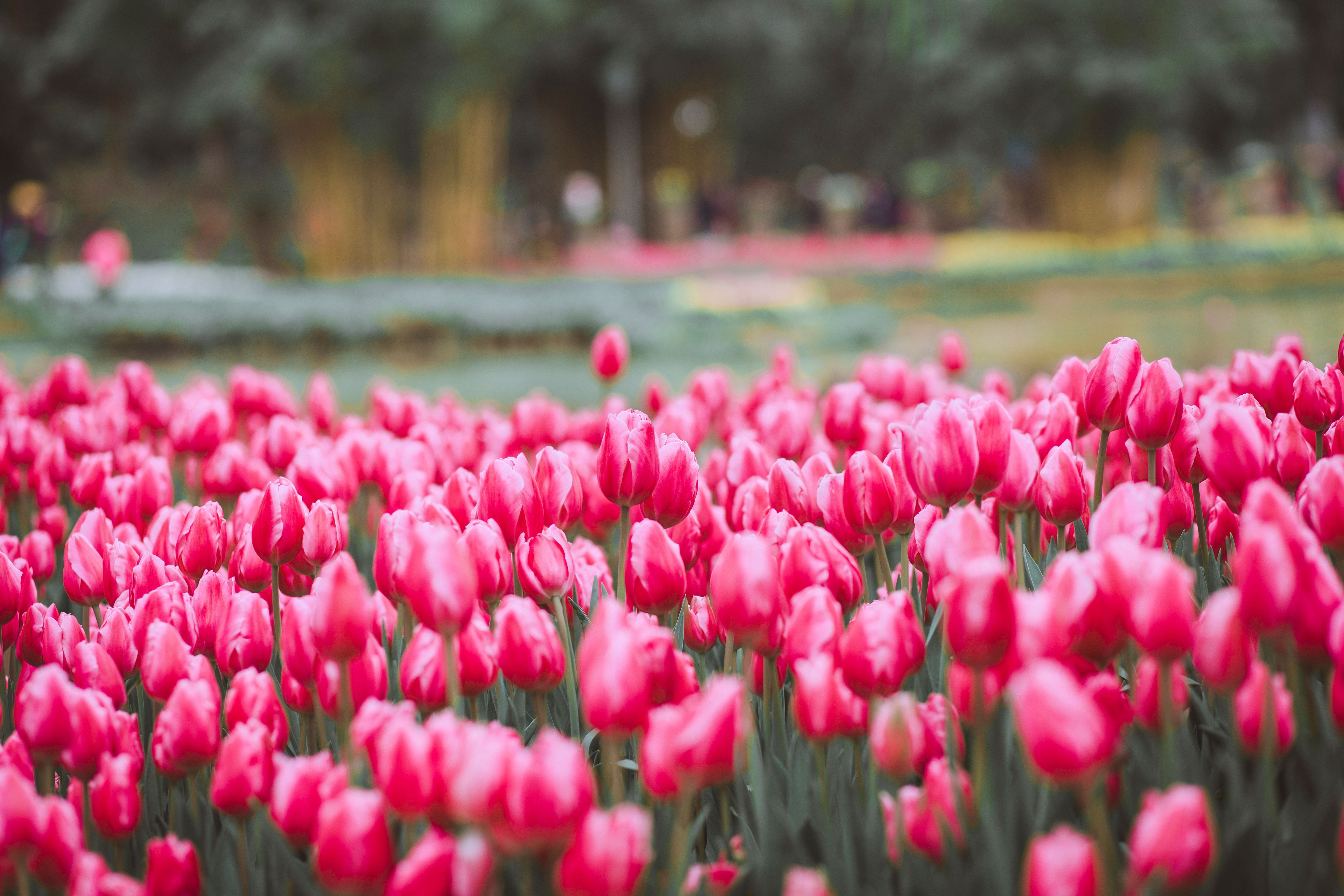 5472x3648 Selective Focus Photo of Pink Tulip Field · Free