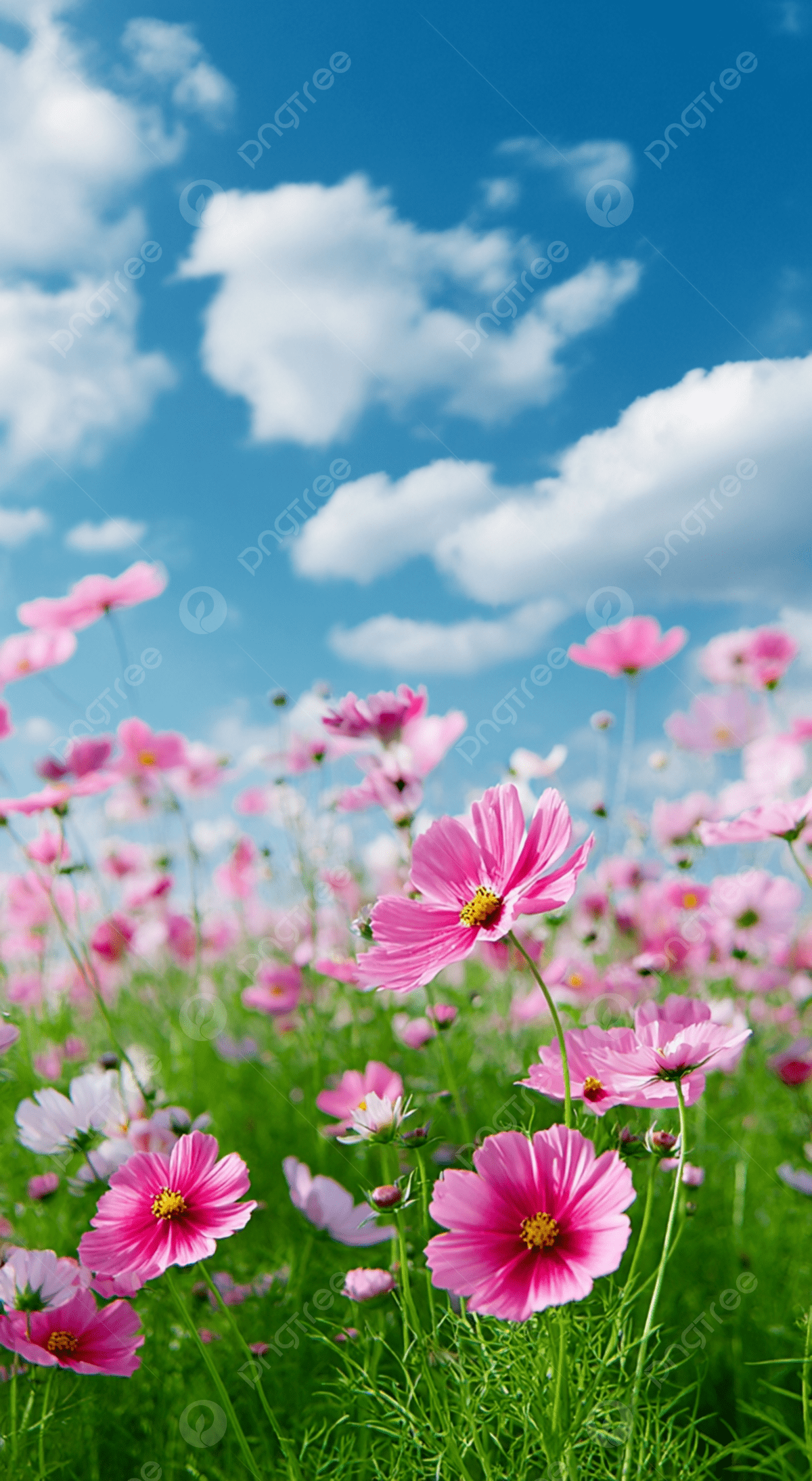 1200x2188 Pink Flower Field Under Blue Sky With White Clouds Background Wallpaper Image For Free Download