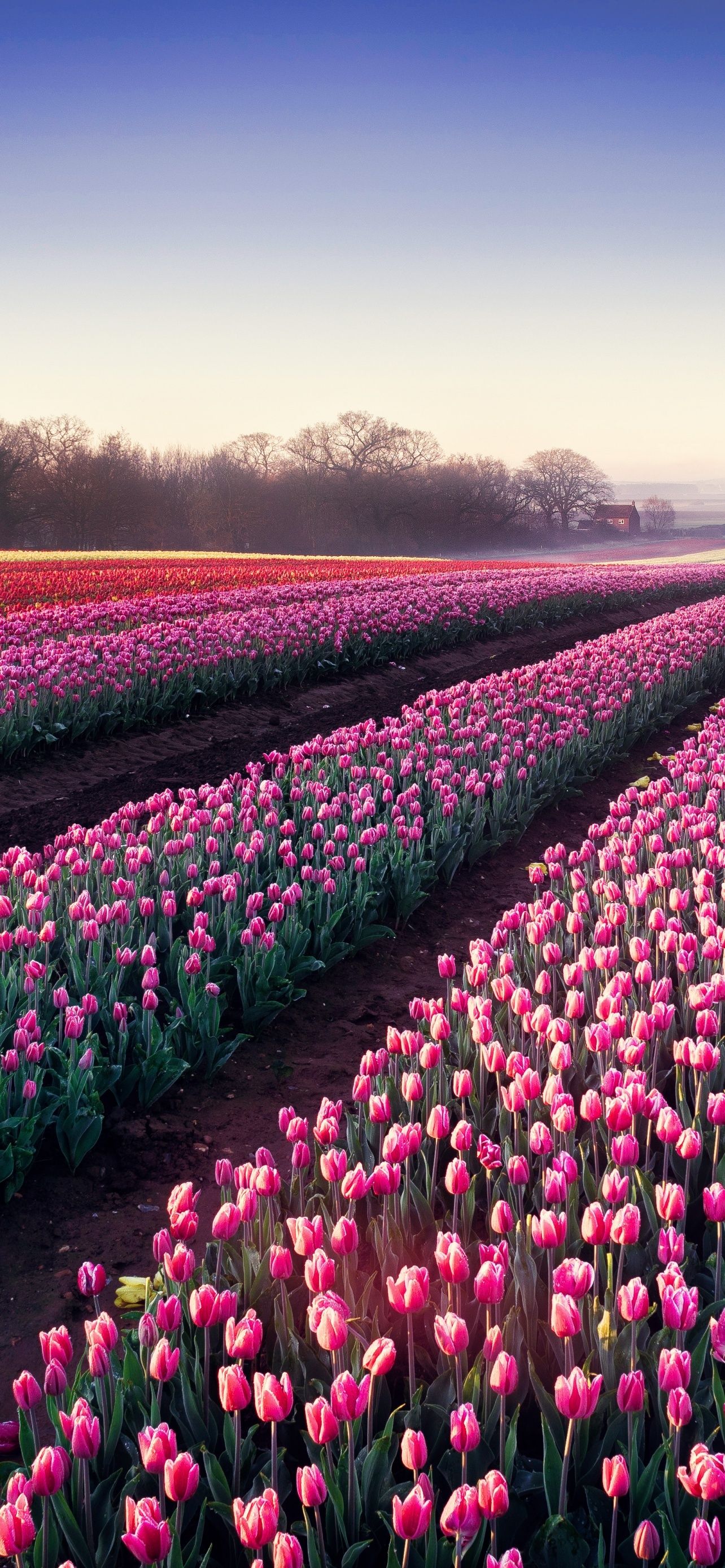 1284x2778 Most Popular Tulips Field Pink Best Wallpaper