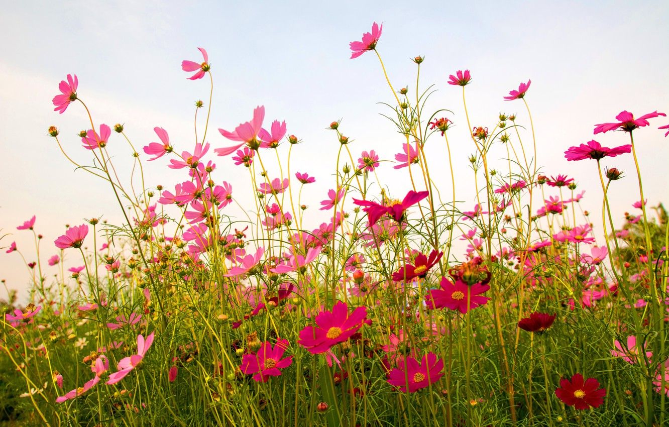1332x850 Summer Flower Field Wallpaper