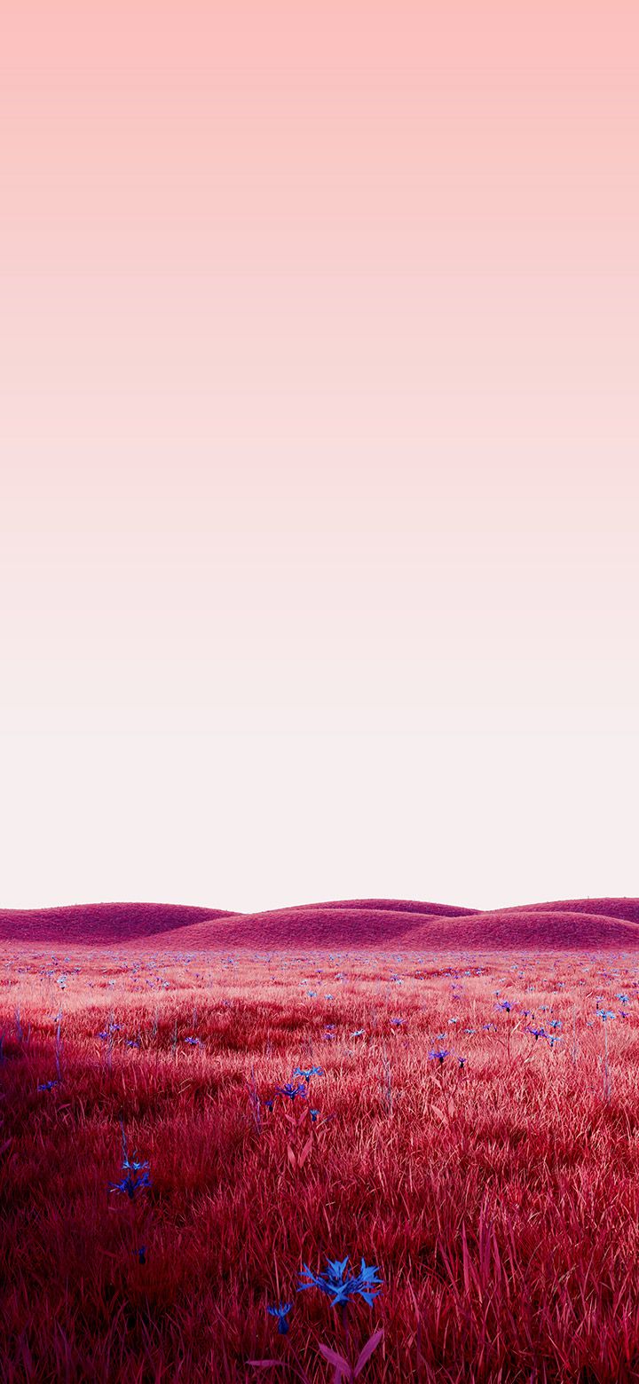 720x1560 Minimal field of pink grass 4K phone Wallpaper