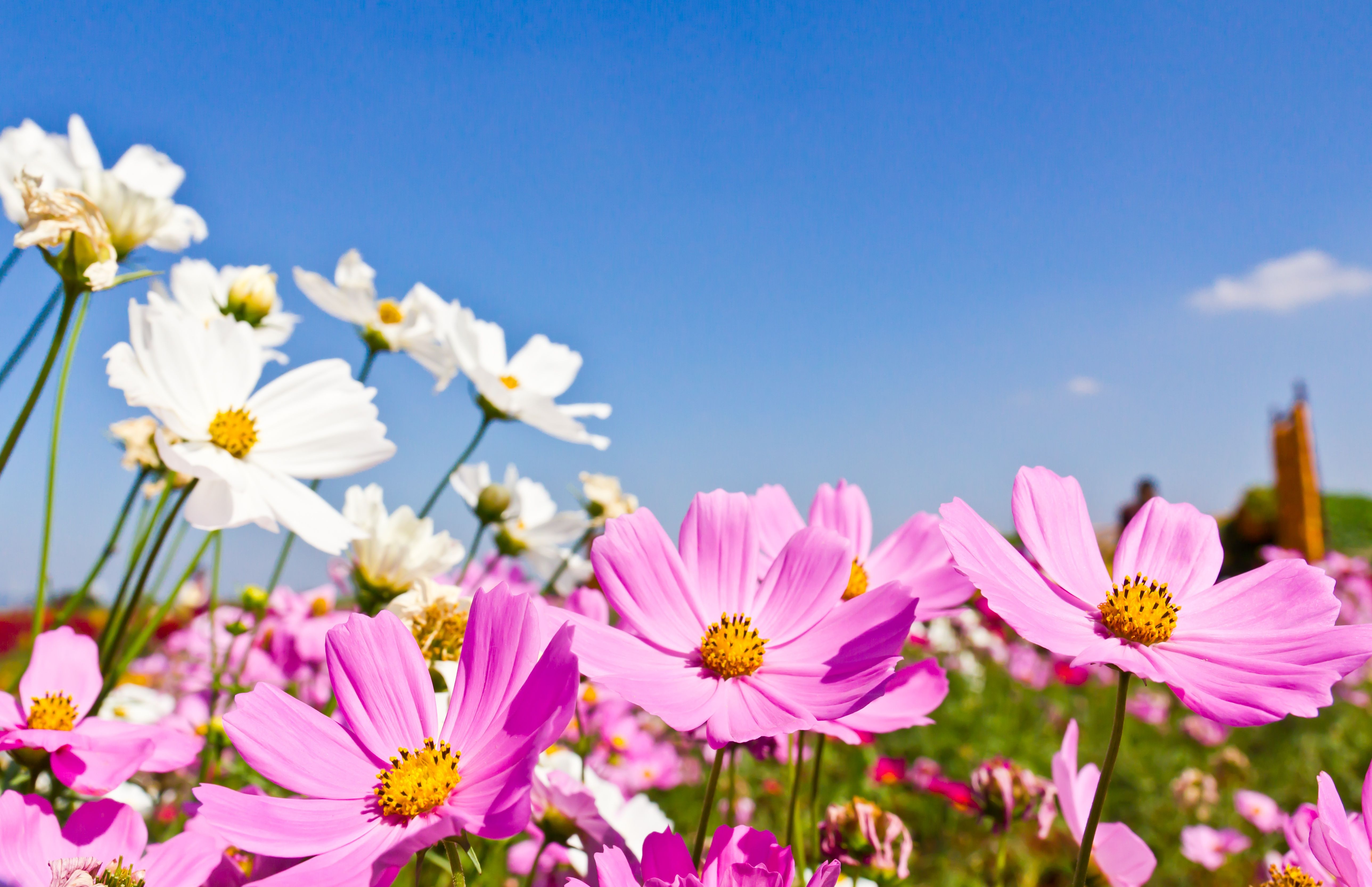 5153x3331 Wallpaper field, summer, the sky, the sun, flowers, summer, pink, field for mobile and desktop, section цветы, resolution 5153x3331