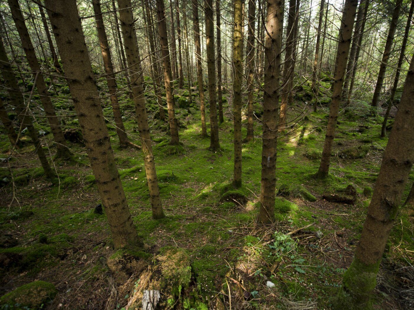 1400x1050 Nanoplastics found to interfere with tree photoynthesis swissinfo.ch