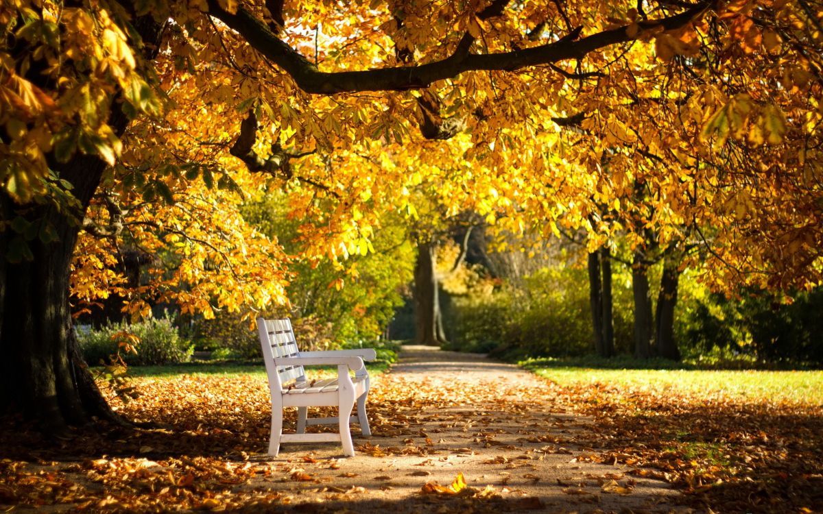 1200x750 Wallpaper White Plastic Armchair on Brown Dirt Ground Near Yellow Leaf Trees During Daytime, Background Free Image