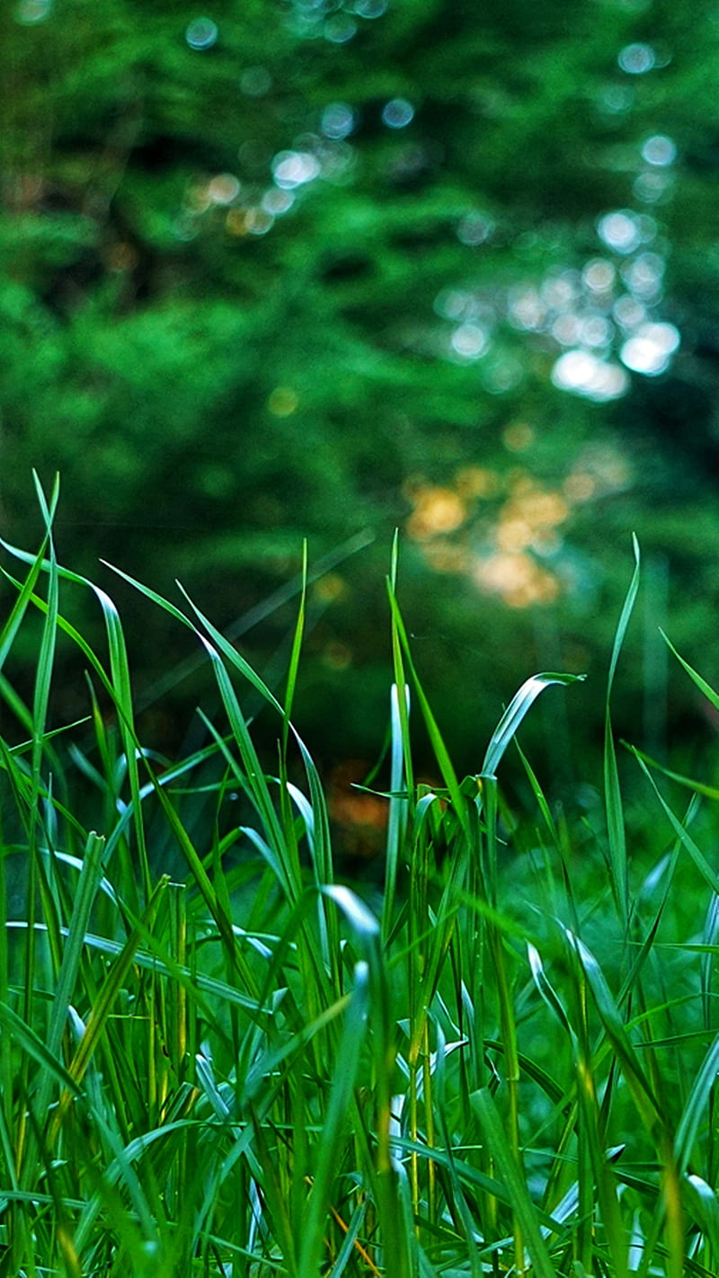 800x1422 HD green growing wallpaper