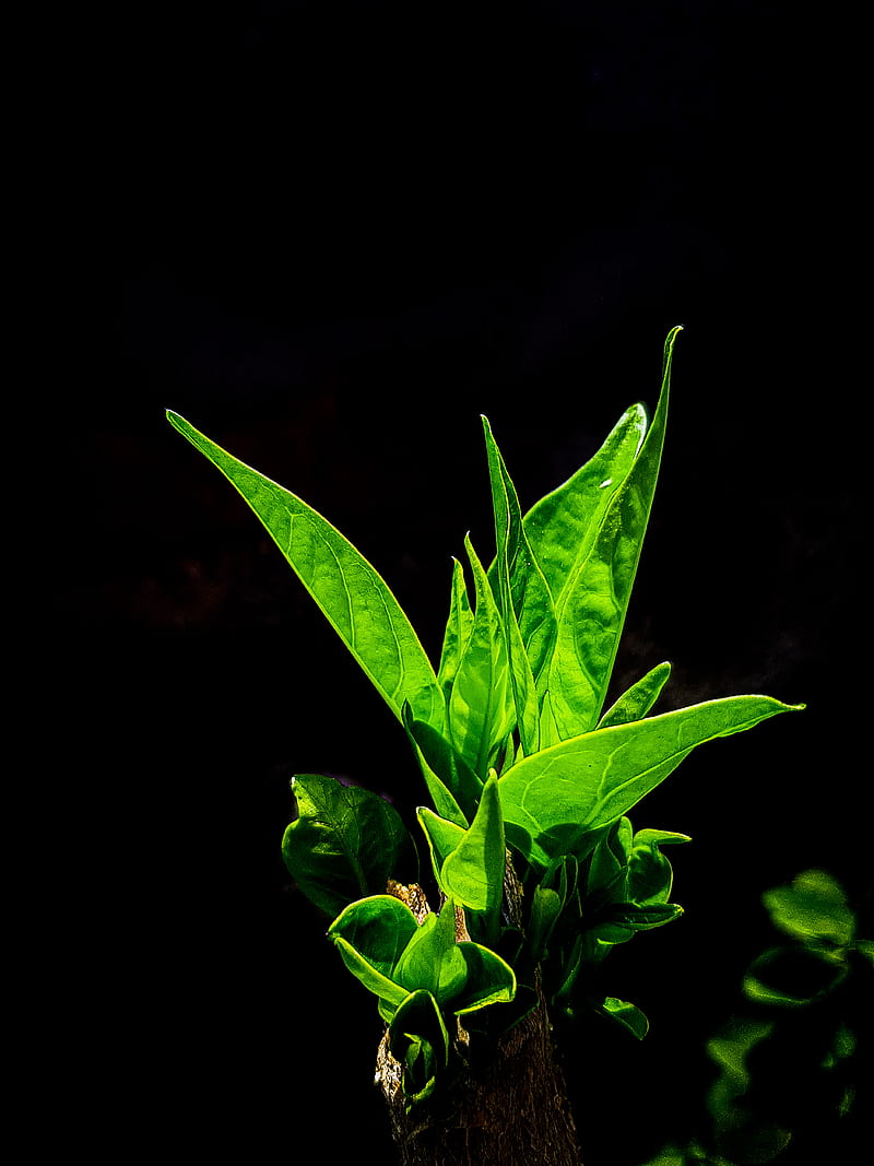 800x1067 Plant, dark, flowers, glow, green, growth, leaves, life, plants, trees, upgrade, HD phone wallpaper