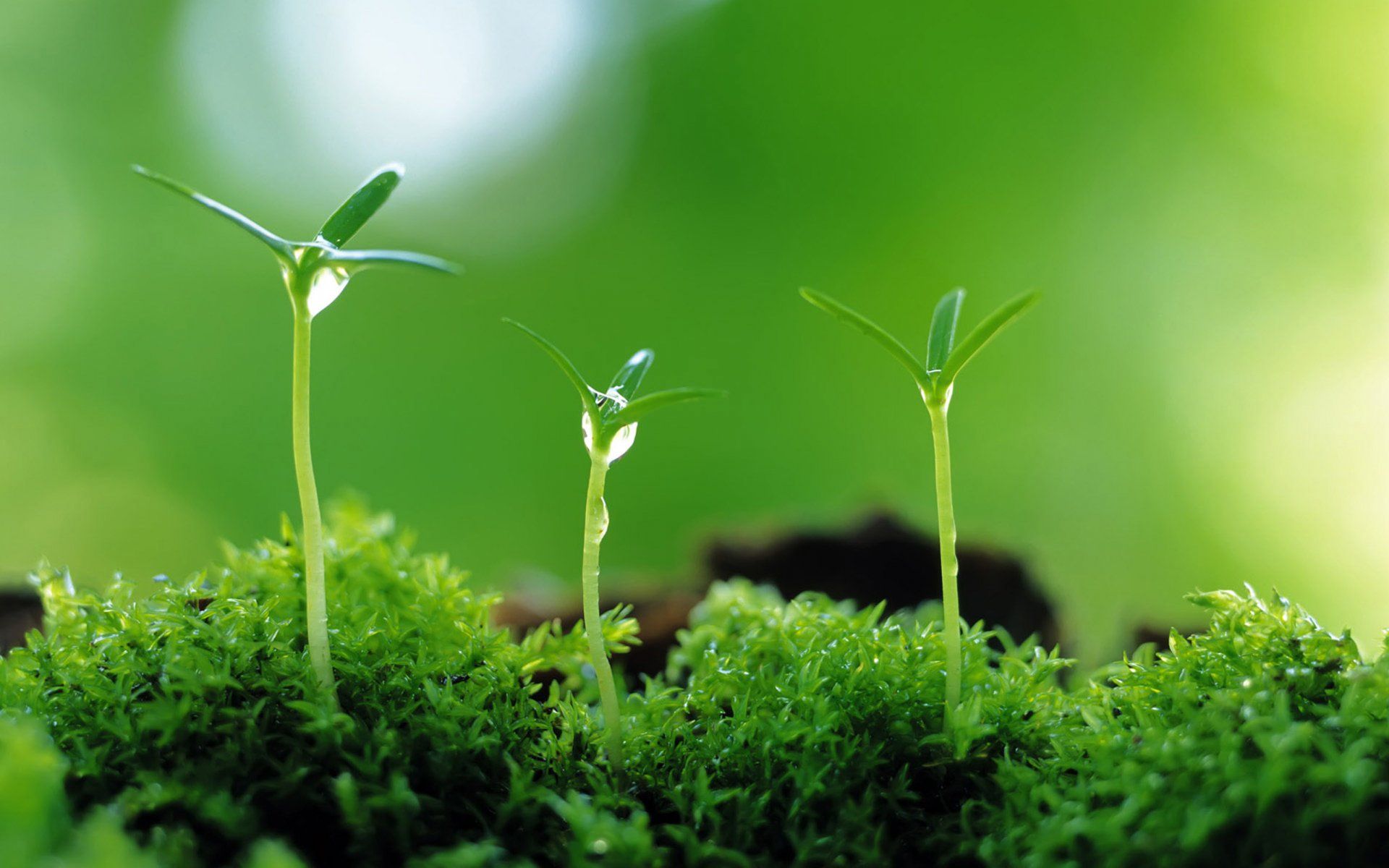 1920x1200 HD Wallpaper: Lush Green Macro Close Up Of Nature's Growthx1600