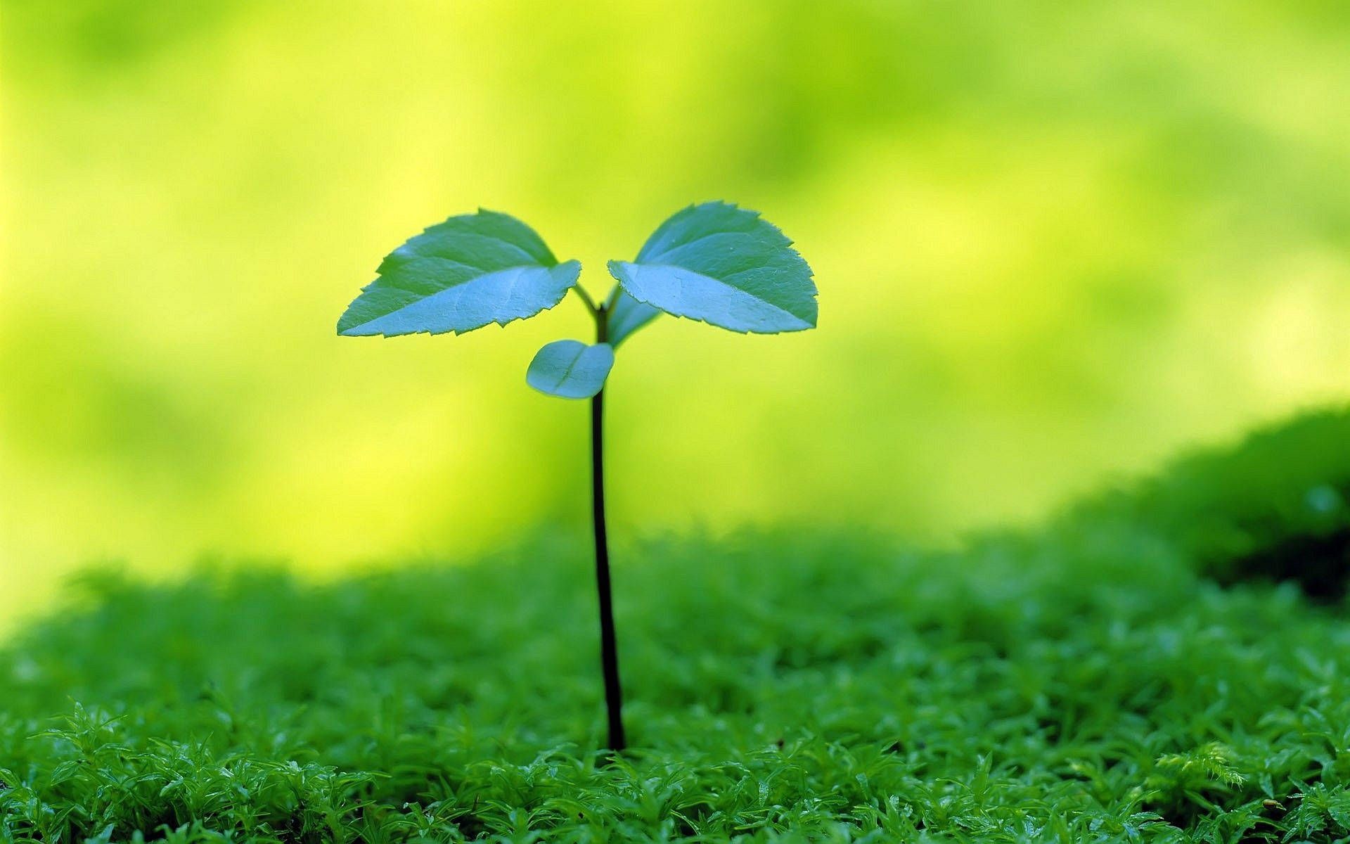 1920x1200 Download Tiny Green Plant Wallpaper