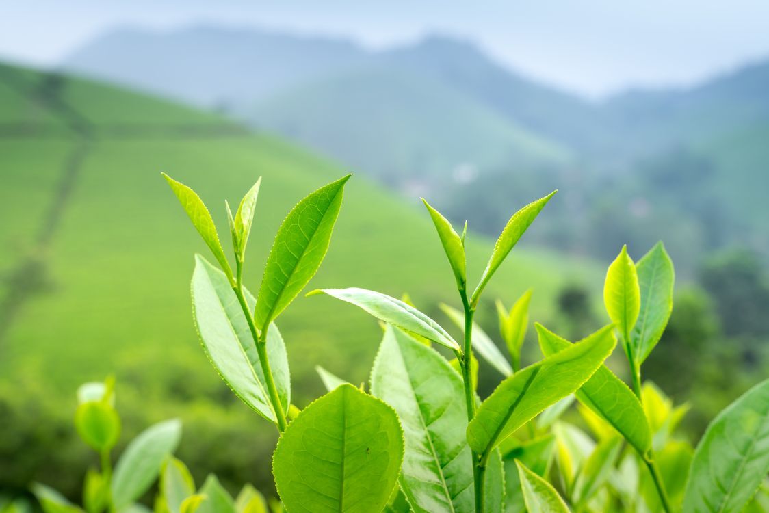 1124x750 Green Leaves in Close Up Photography · Free