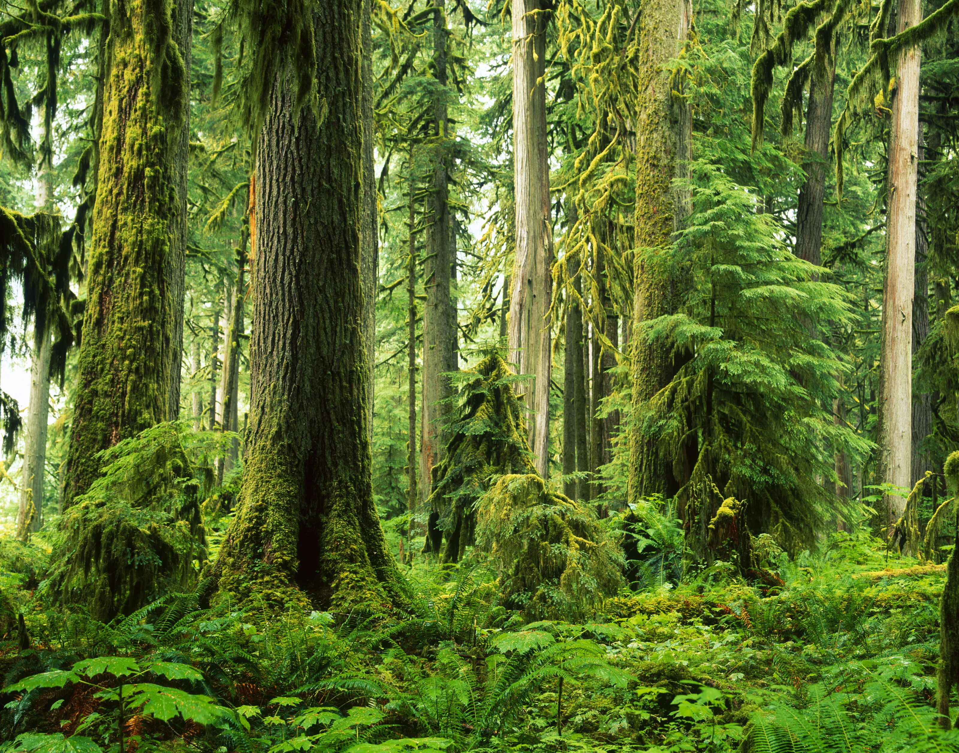 3200x2513 Old Growth Rainforest, Carbon River Valley Wall Mural