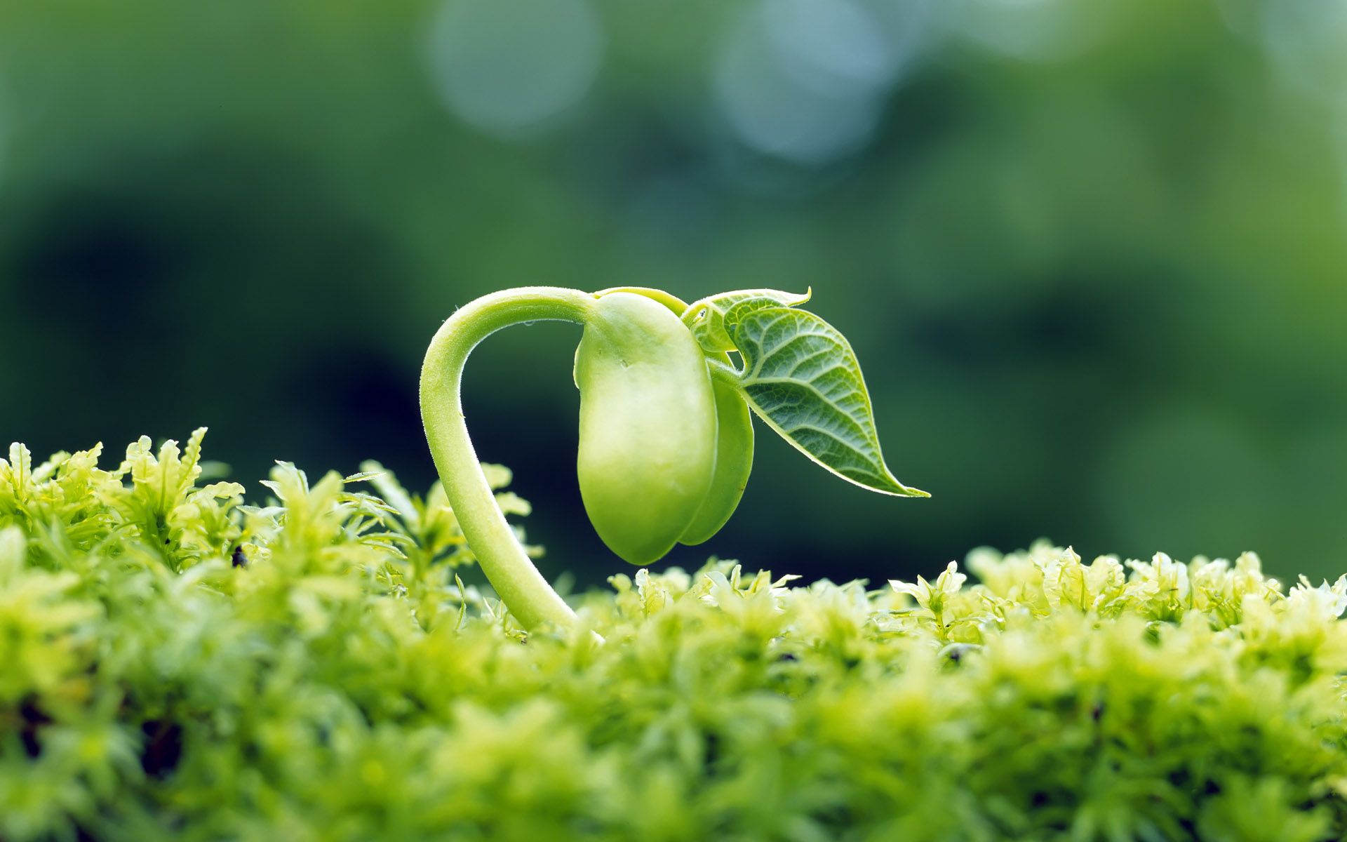 1920x1200 New Plants Grow Macro Wallpaper Download
