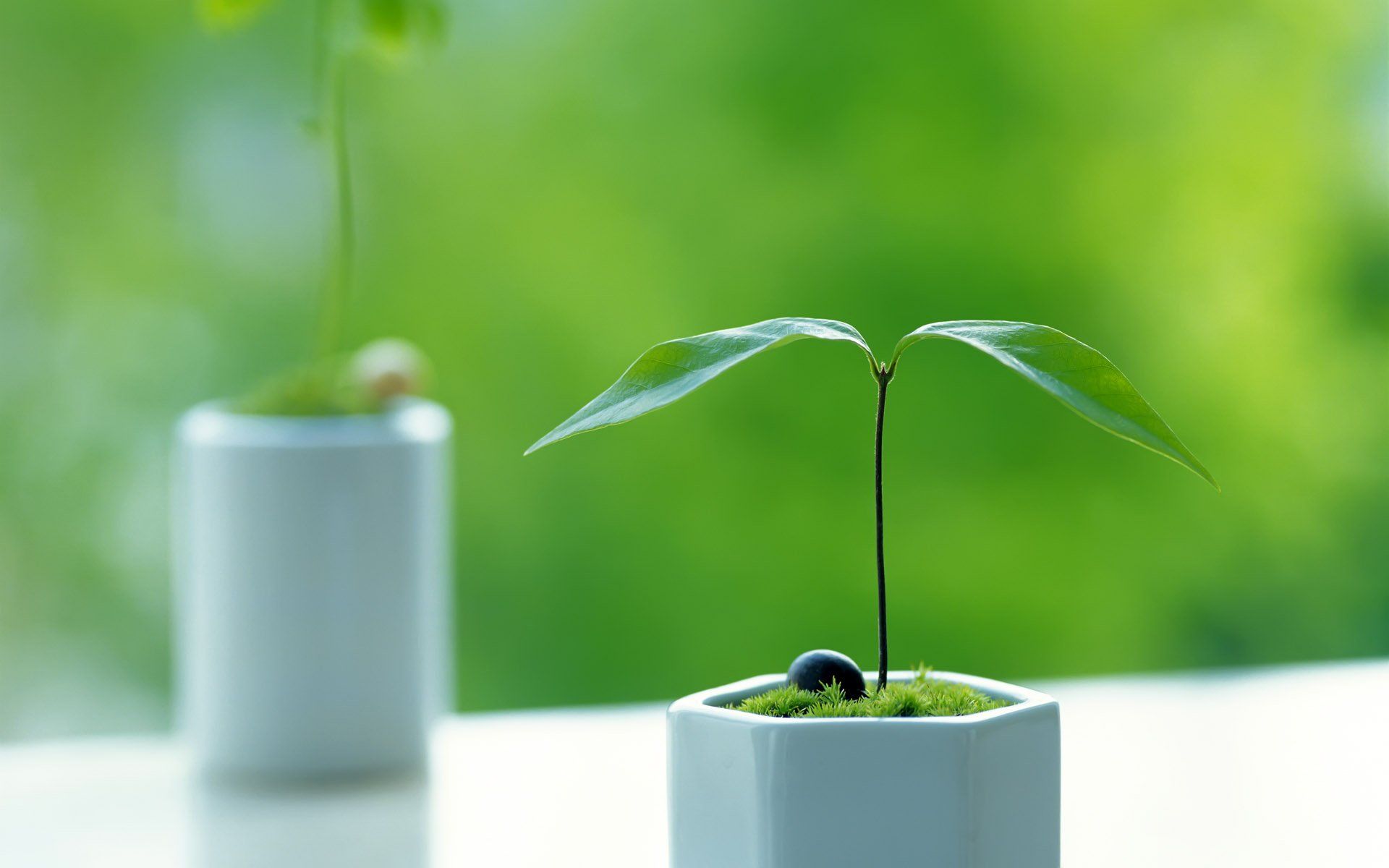 1920x1200 HD Plant Photography: Fresh Green Growth in Focusx1200