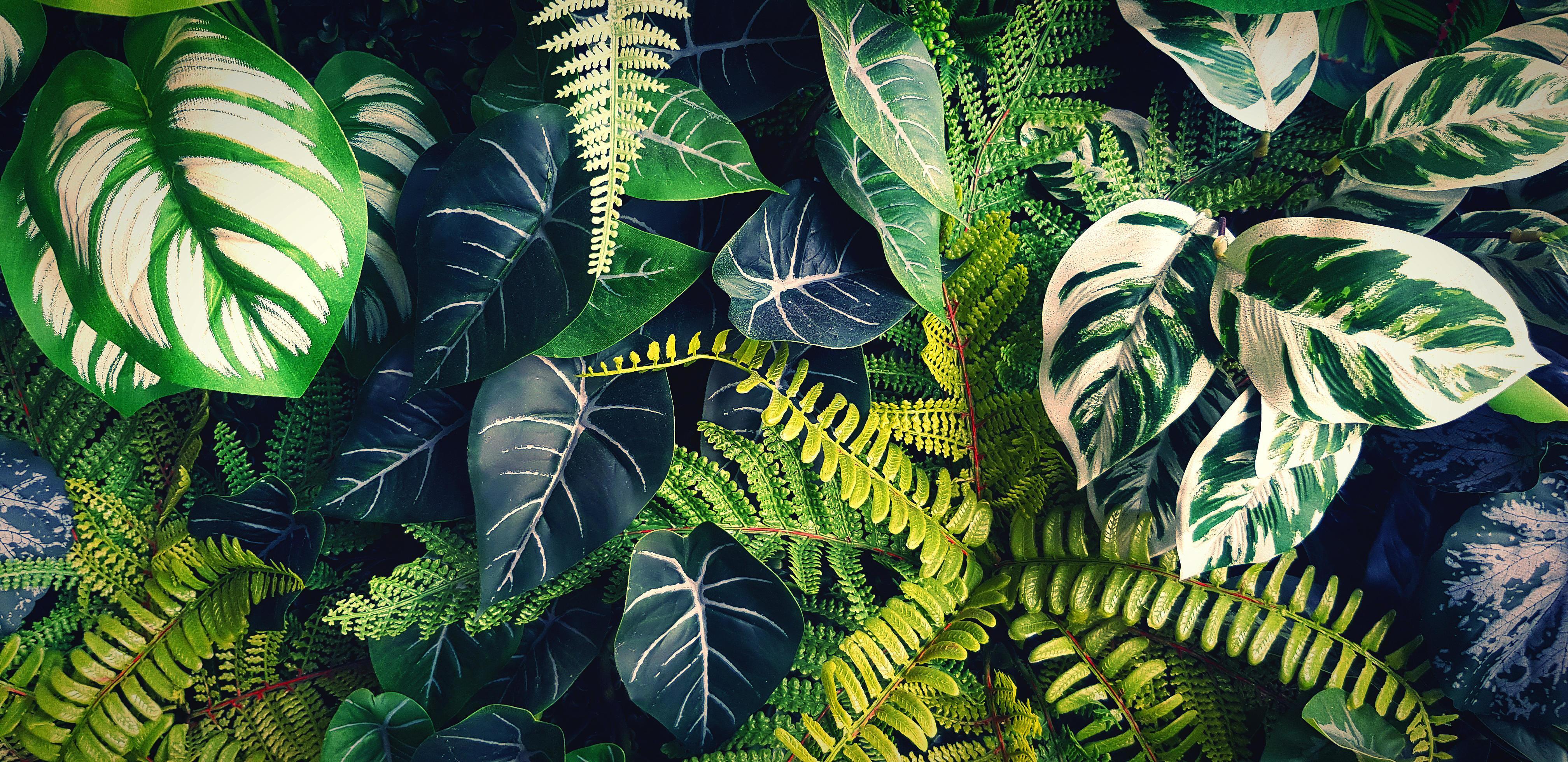 4032x1960 Fern and green leaves background. Plant growth or nature wallpaper. Ornamental tree for decoration in vintage or blue tone. Beautiful natural concept