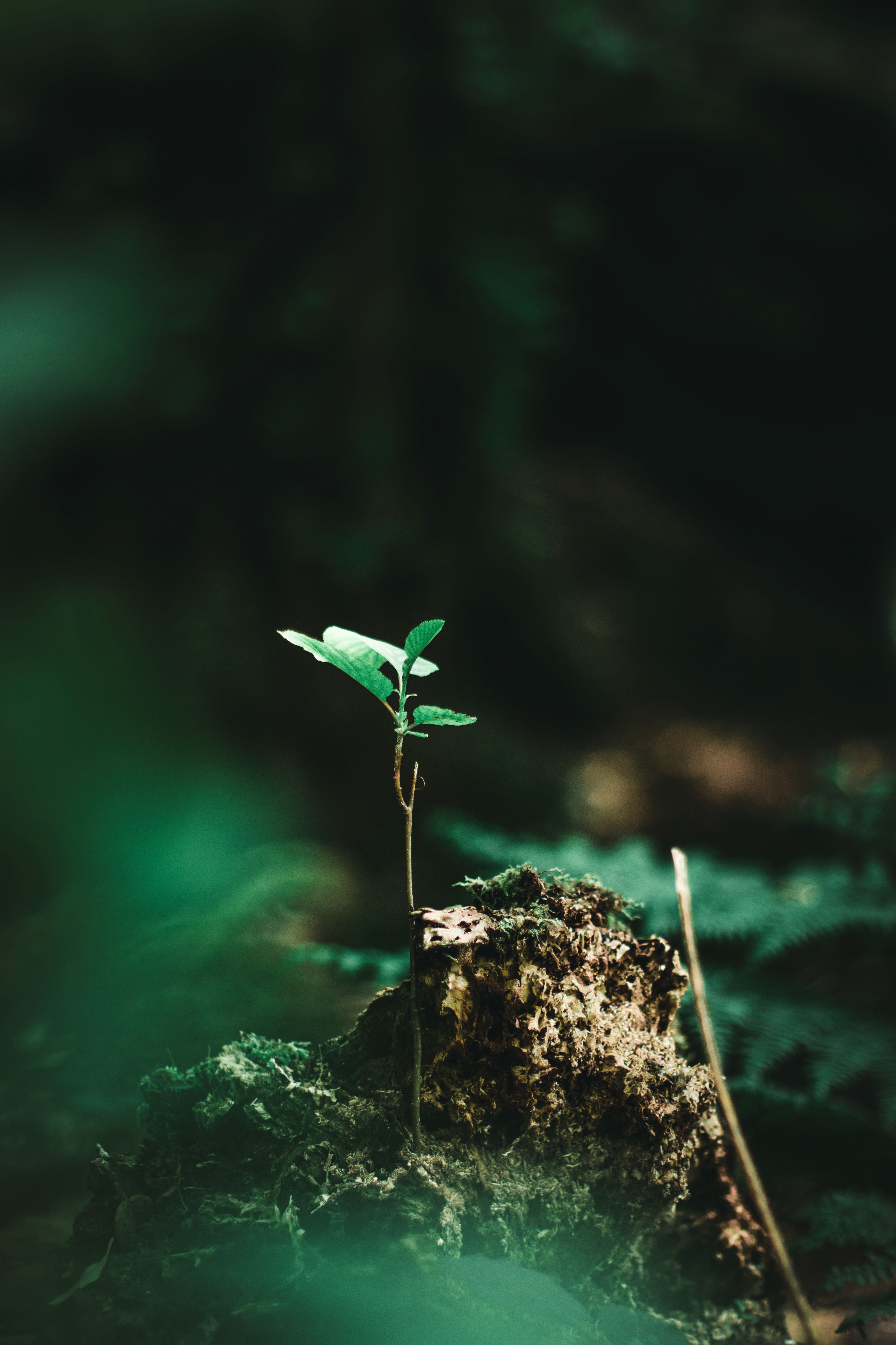 4000x6000 Plant on Ground · Free