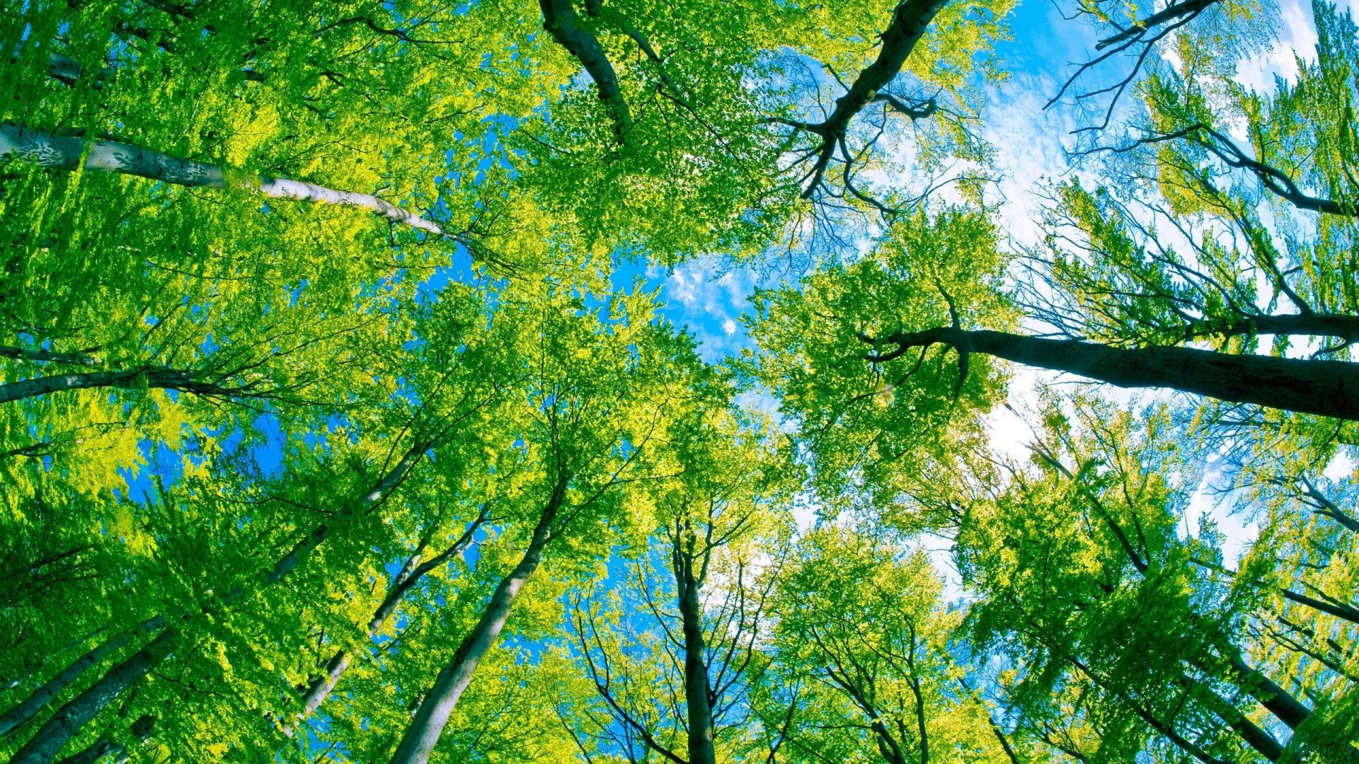1920x1080 Green Tree Wallpaper 2560x1600 65697