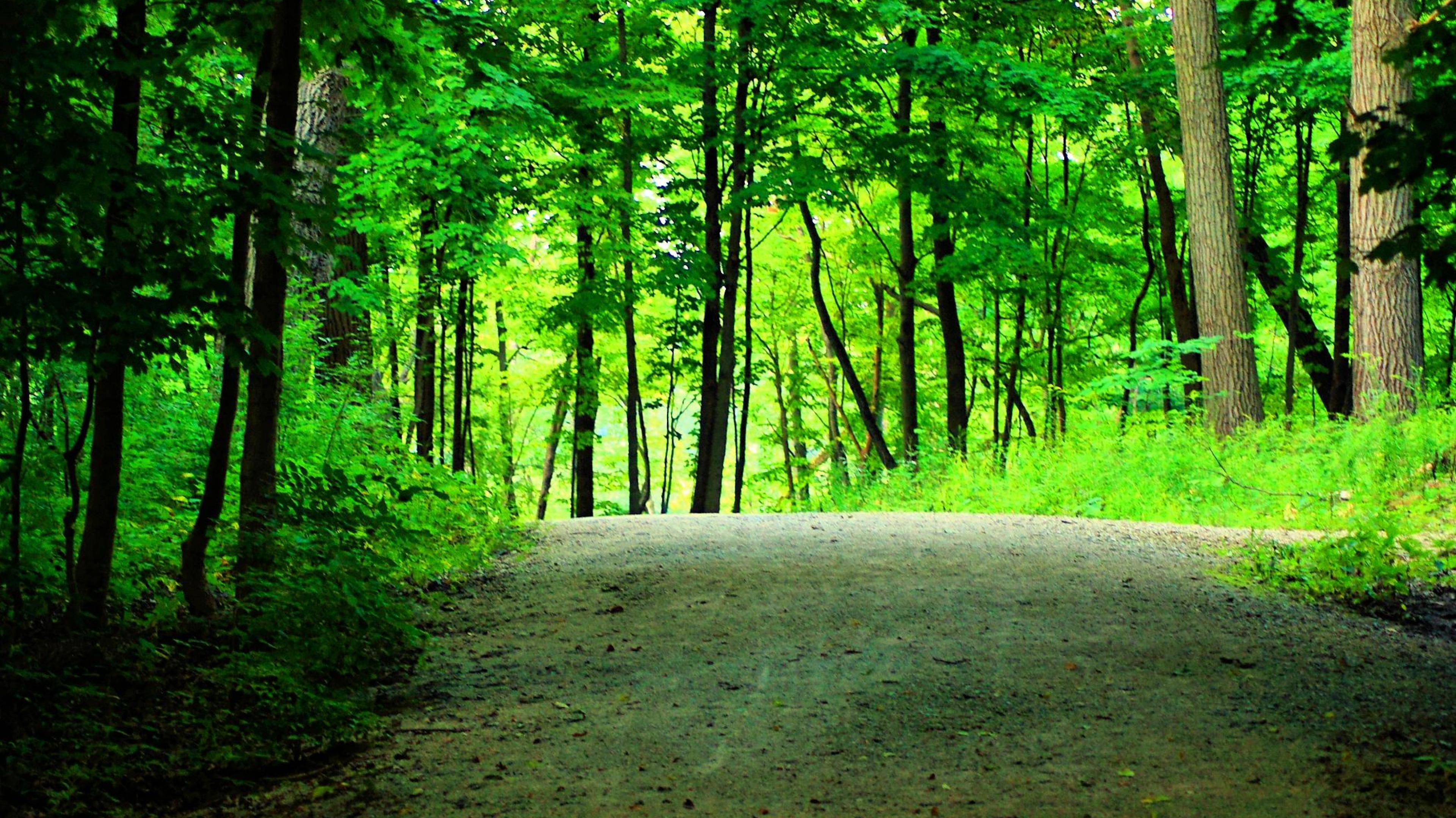 3840x2160 Wallpaper Green Trees on Forest During Daytime, Background Free Image