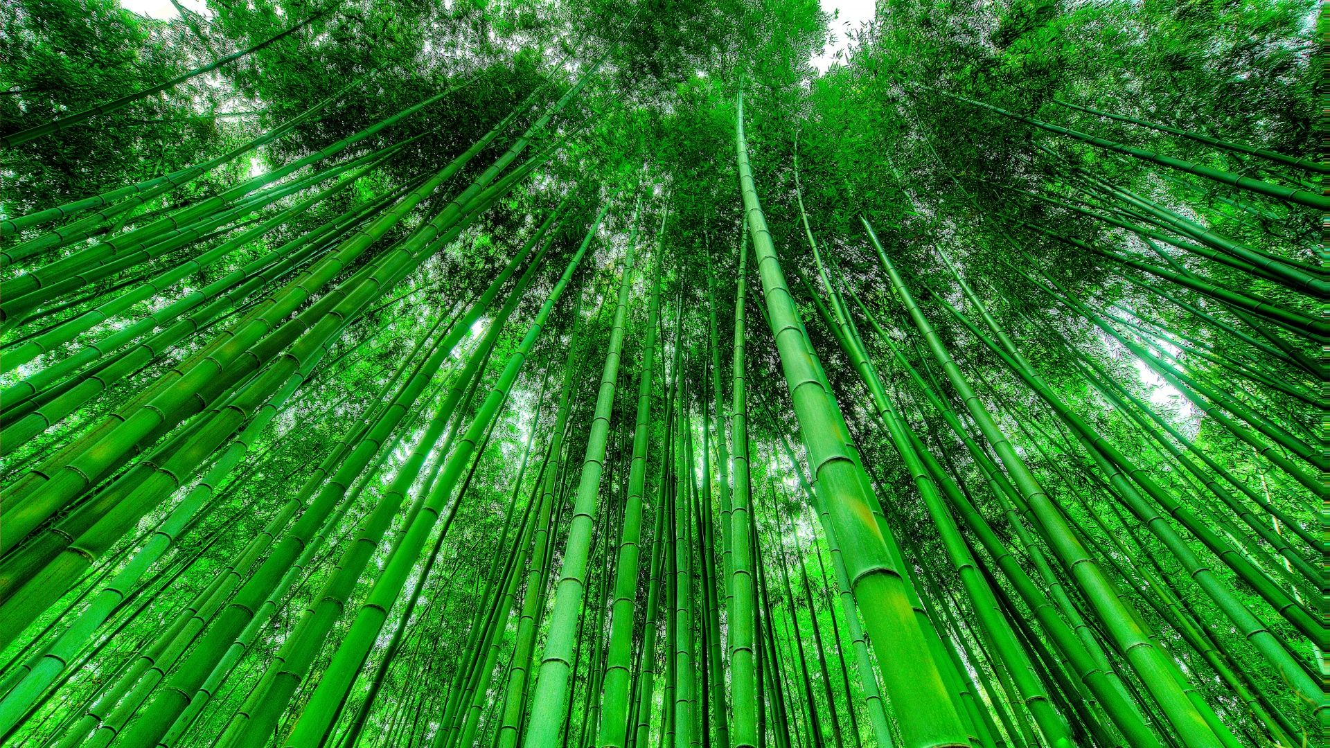 1920x1080 Bamboo Grove Wallpaper 4K, Green background, Green leaves