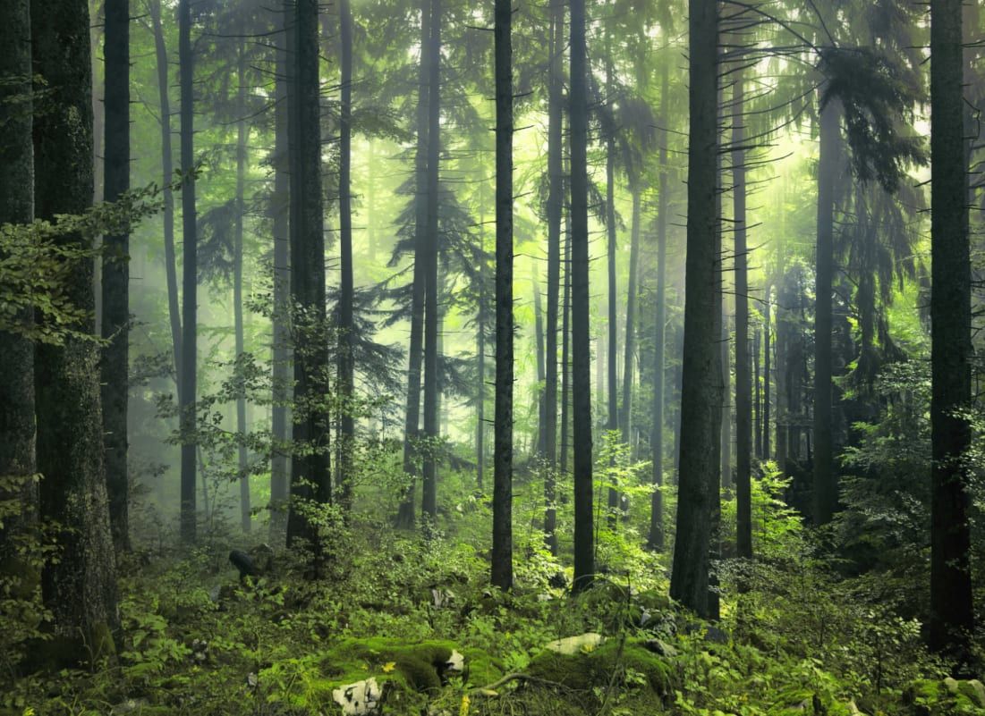 1101x801 Mysterious Spring Forest Wallpaper Mural