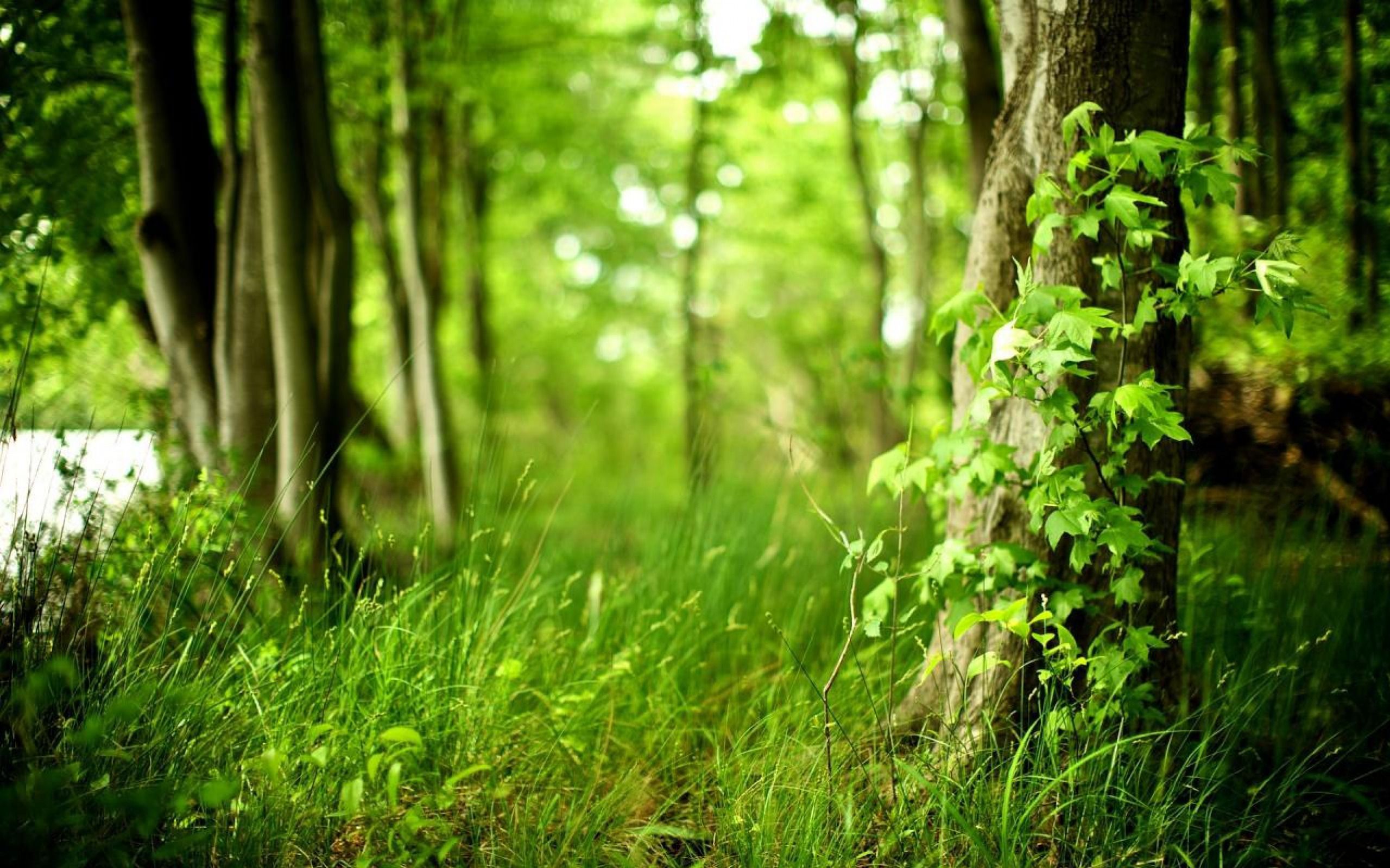 2560x1600 Wallpaper Green Grass and Brown Tree Trunk, Background Free Image