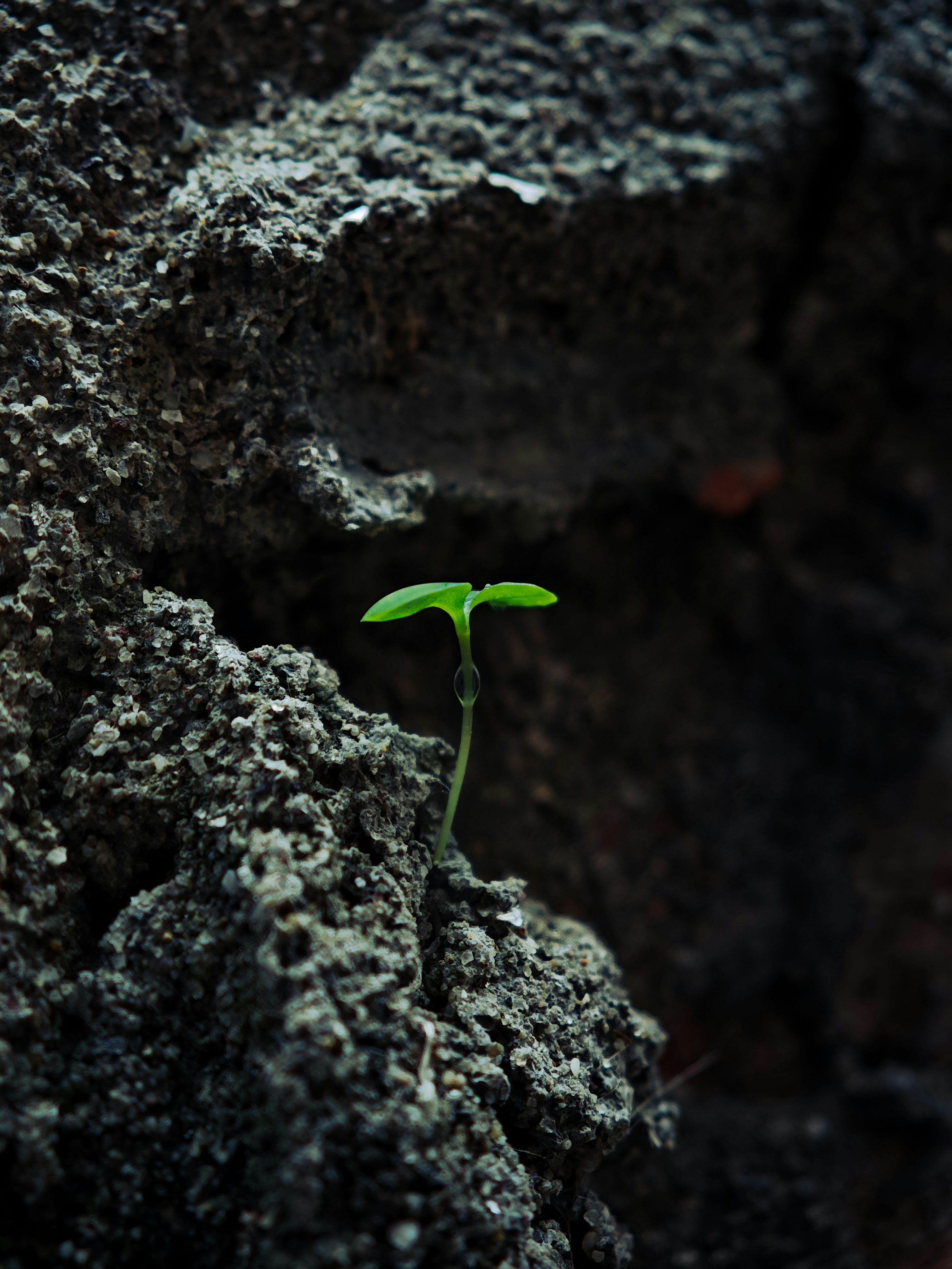 3000x4000 A small green sprout grows from dark rock. photo