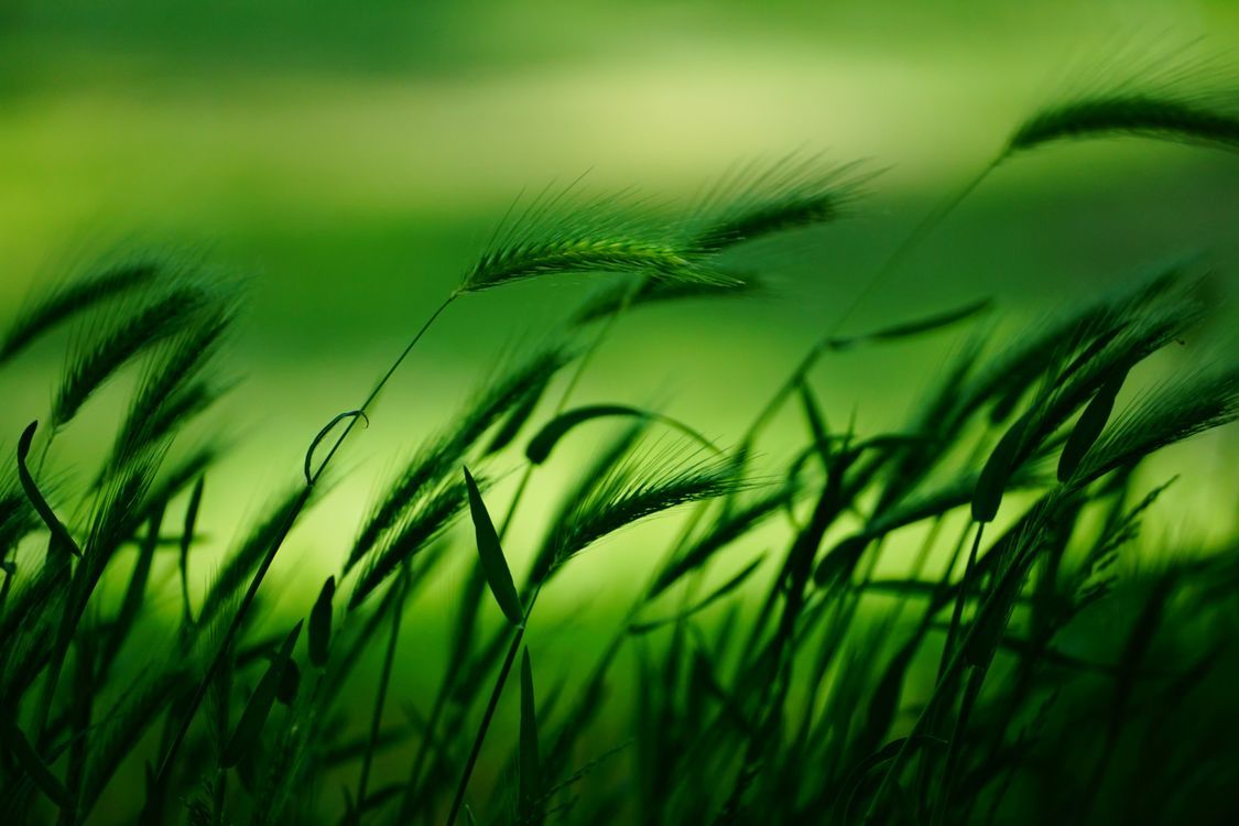 1125x750 Grains of Wheat on a Green Background · Free