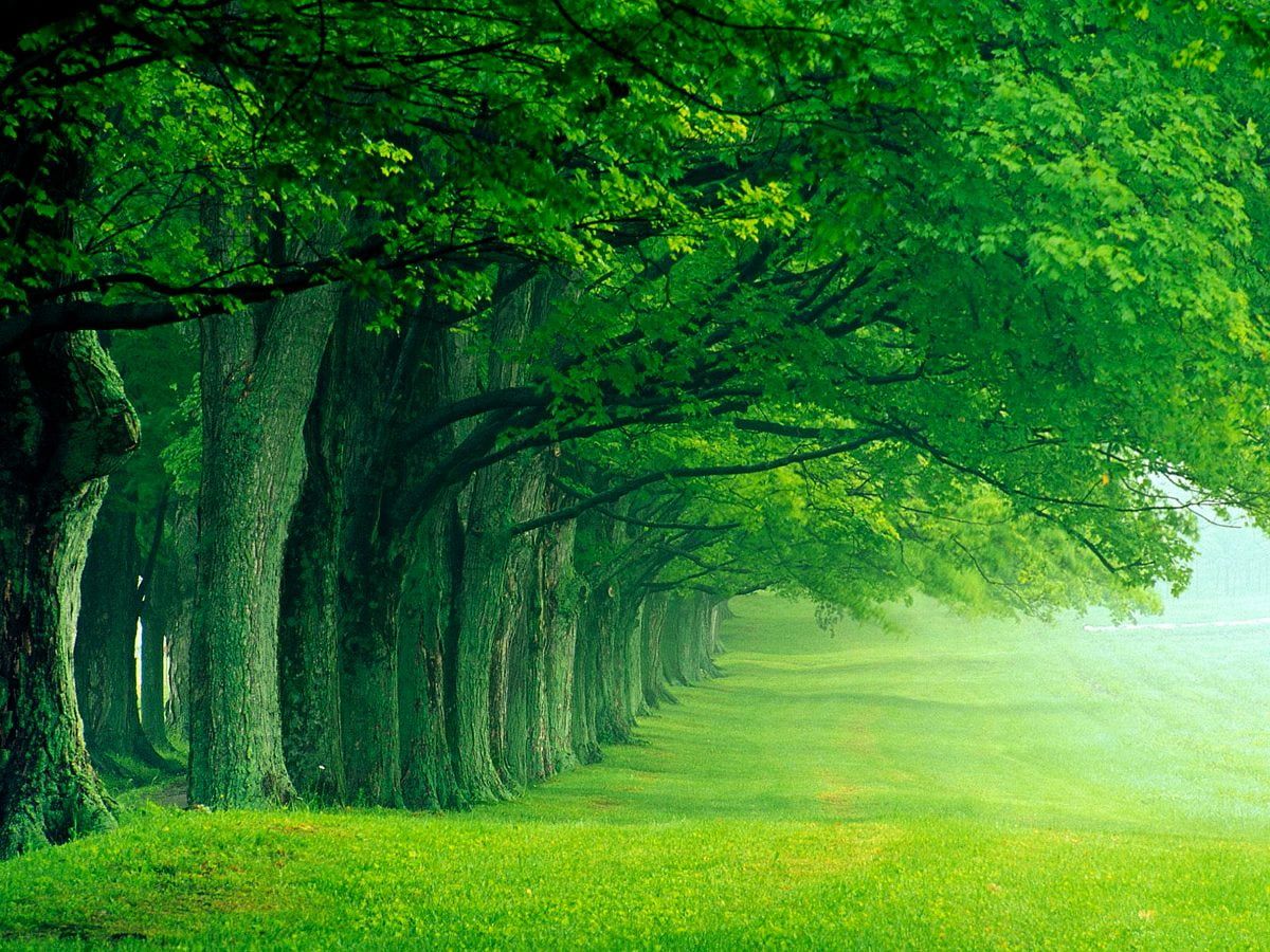 1200x900 Green, Nature, Forest background. Best Free Download picture