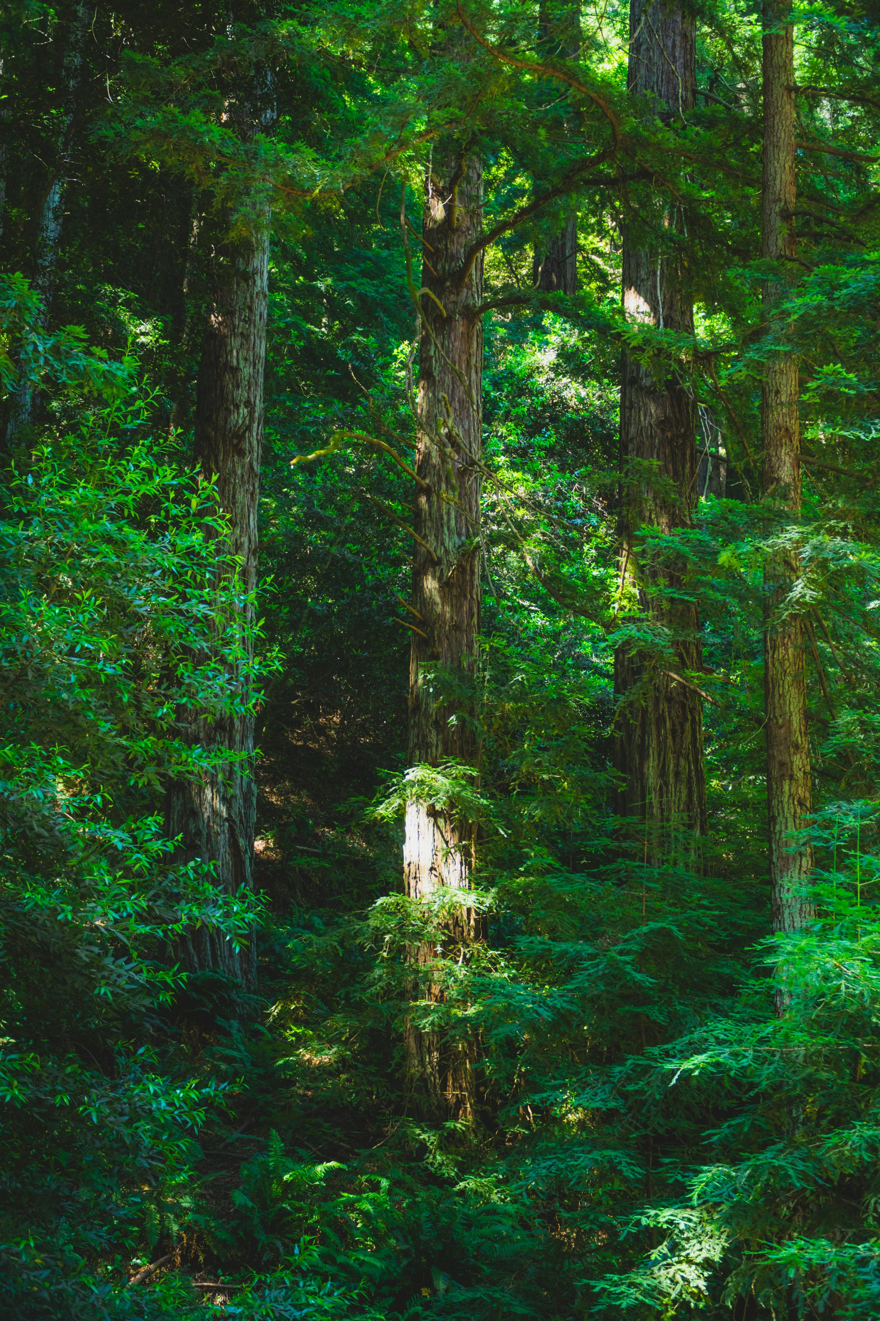 3000x4500 A lush green forest filled with lots of trees photo