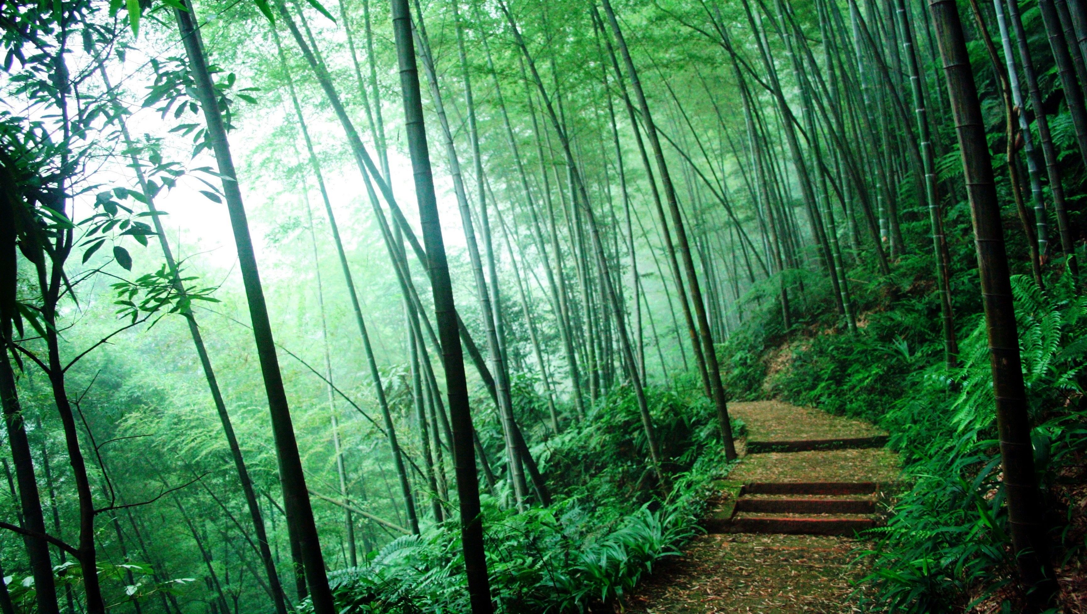 3456x1952 Wallpaper Green Bamboo Trees During Daytime, Background Free Image