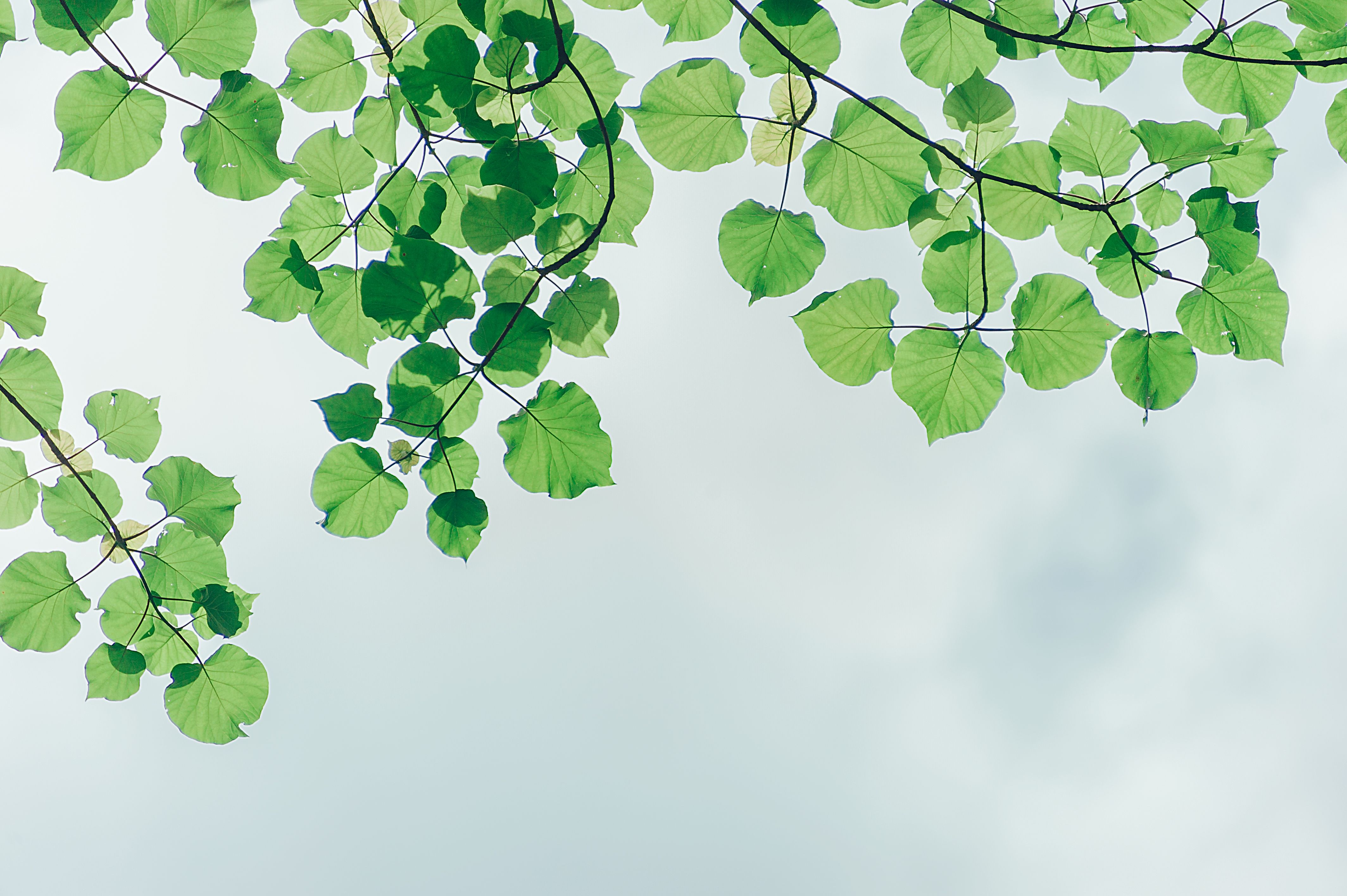 4256x2832 Shallow Focus Photography of Green Leaves · Free