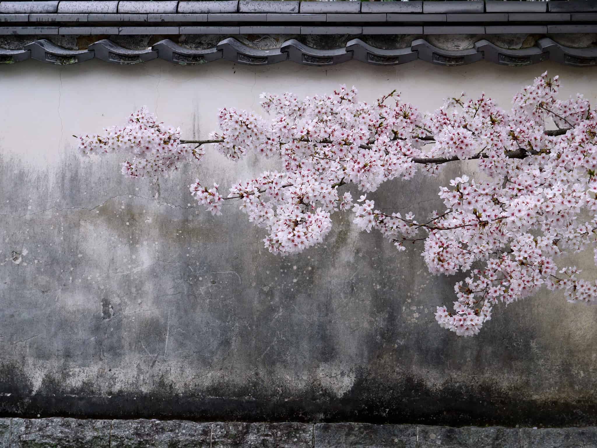 2048x1536 Sakura on a rainy day at Kintai Bridge