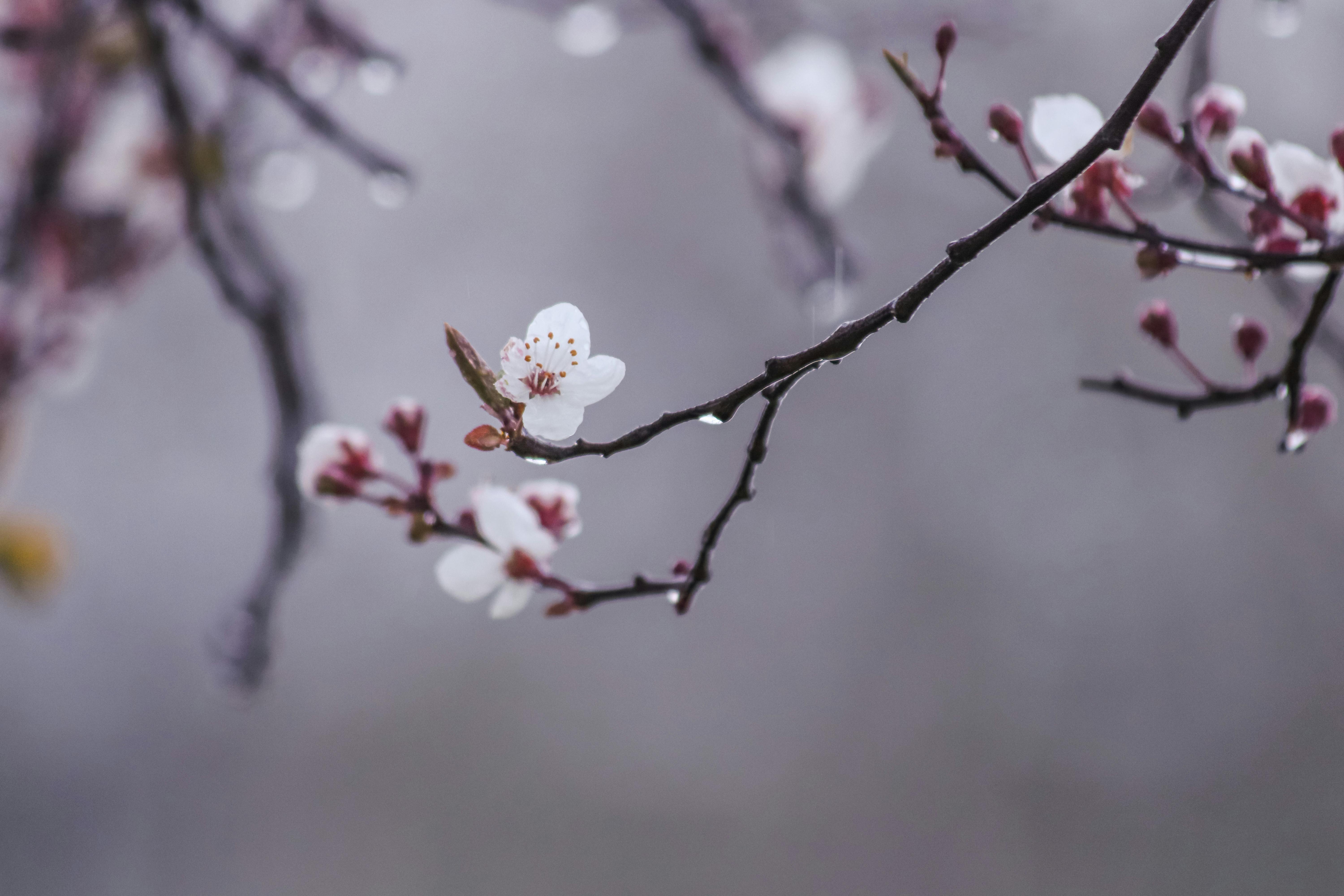 6000x4000 Rain Sakura 4k Wallpaper